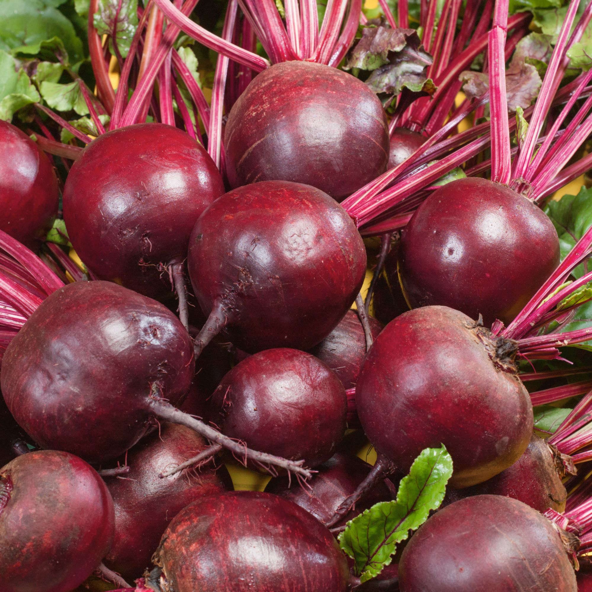 Organic Ruby Queen Beet Seeds For Planting - 3 G Packet ~180 Seeds - Buy Non-GMO, Heirloom Organic Vegetable Gardening Seed Onli