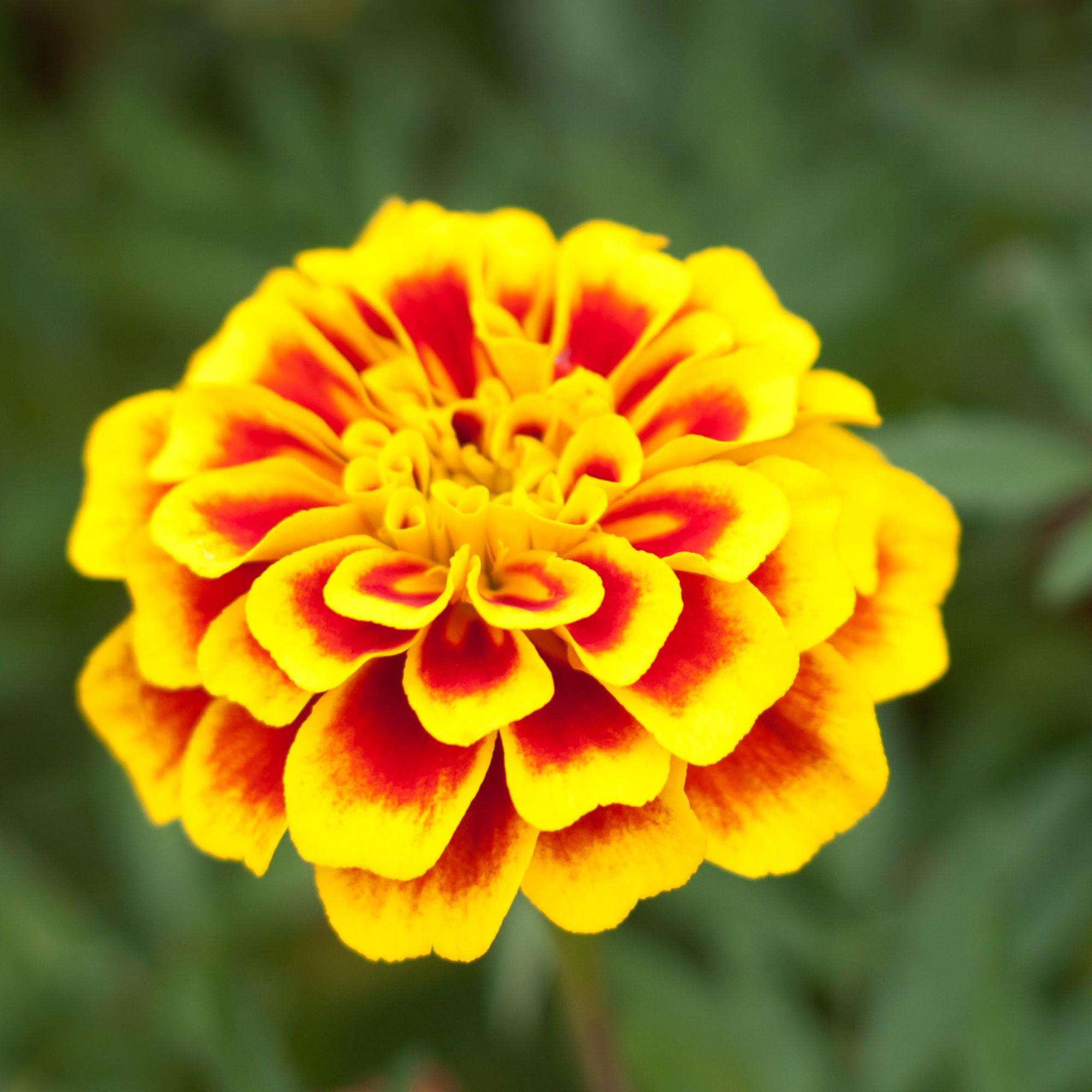 French Marigold - Dainty Marietta Seeds - 1 Oz ~6,100 Seeds - Buy Non-GMO Bulk, Heirloom, Farm & Gardening Seeds Online, Tagetes