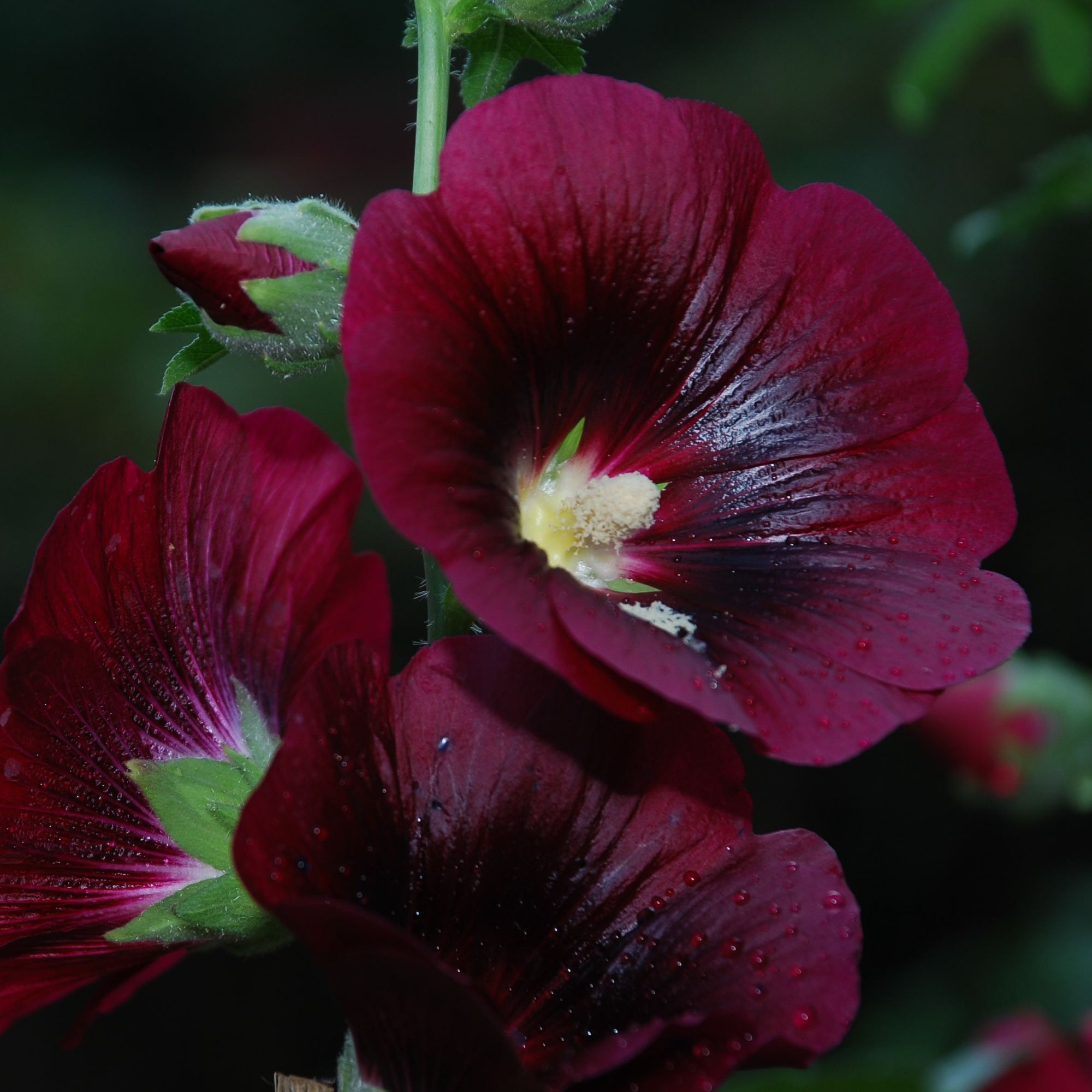 Nigra Hollyhock Seeds - 1 g Packet ~105 Seeds - Buy Alcea rosea Garden Flower Seeds Online - Home & Farm Perennial Gardening See