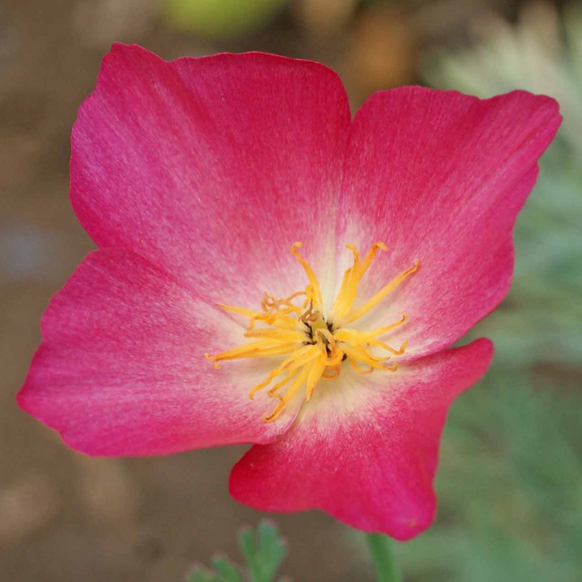 Organic California Poppy Seeds - Carmine King - 1 G Packet ~635 Seeds - Buy Non-GMO Eschscholtzia californica Farm & Gardening S