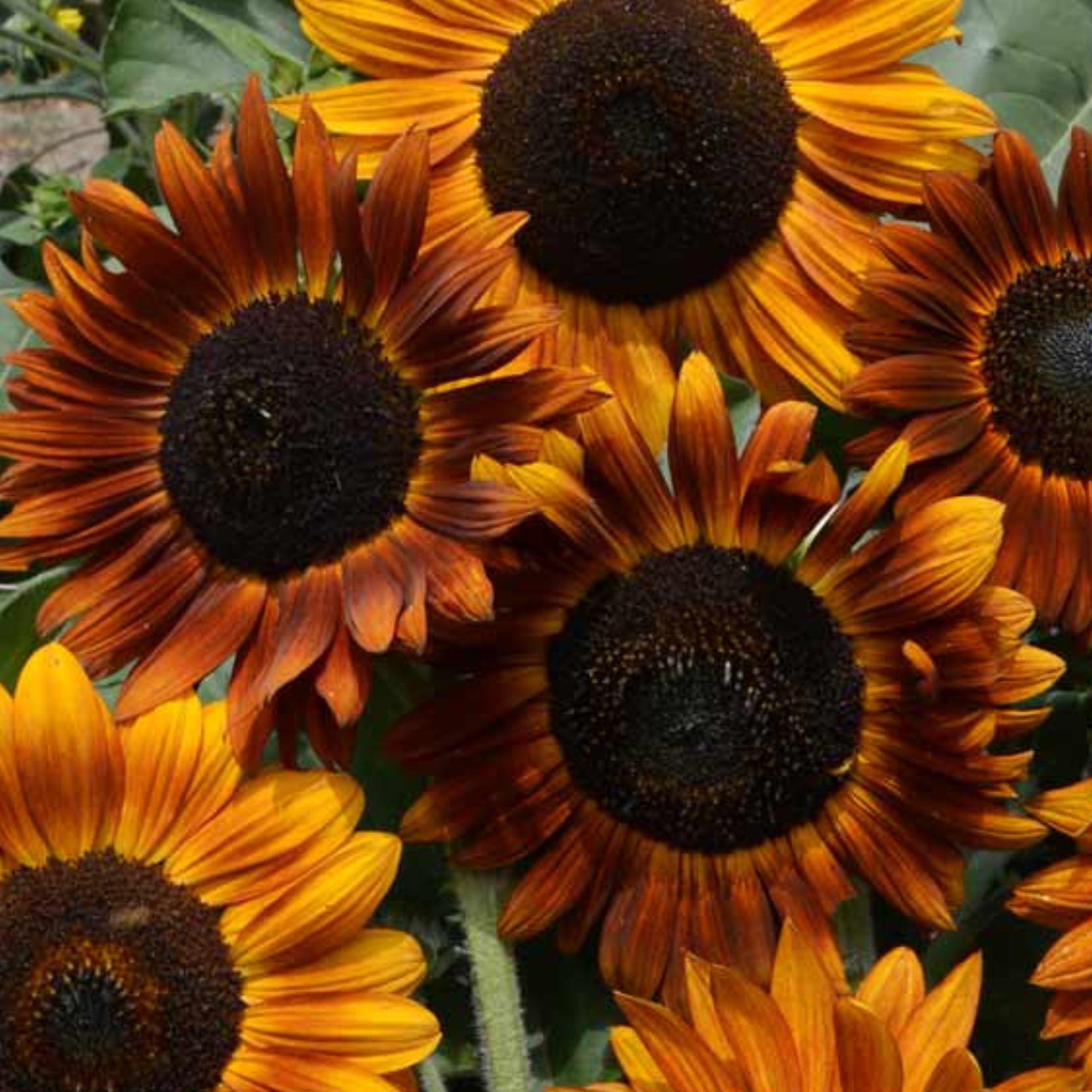Sunflower Seeds - Earthwalker - 4 Oz ~4,400 Seeds - Buy Non-GMO, Heirloom, Farm & Gardening Seeds Online, Helianthus Annuus - Ho