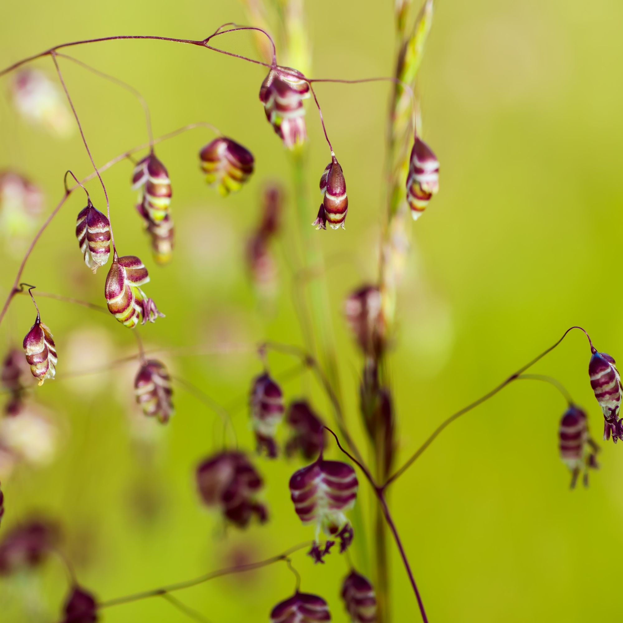 Quaking Grass Seeds - 1 Oz ~4,000 Seeds - Buy Non-GMO, Heirloom, Home & Farm Gardening Seeds, Briza Media - Bulk Ornamental Gras