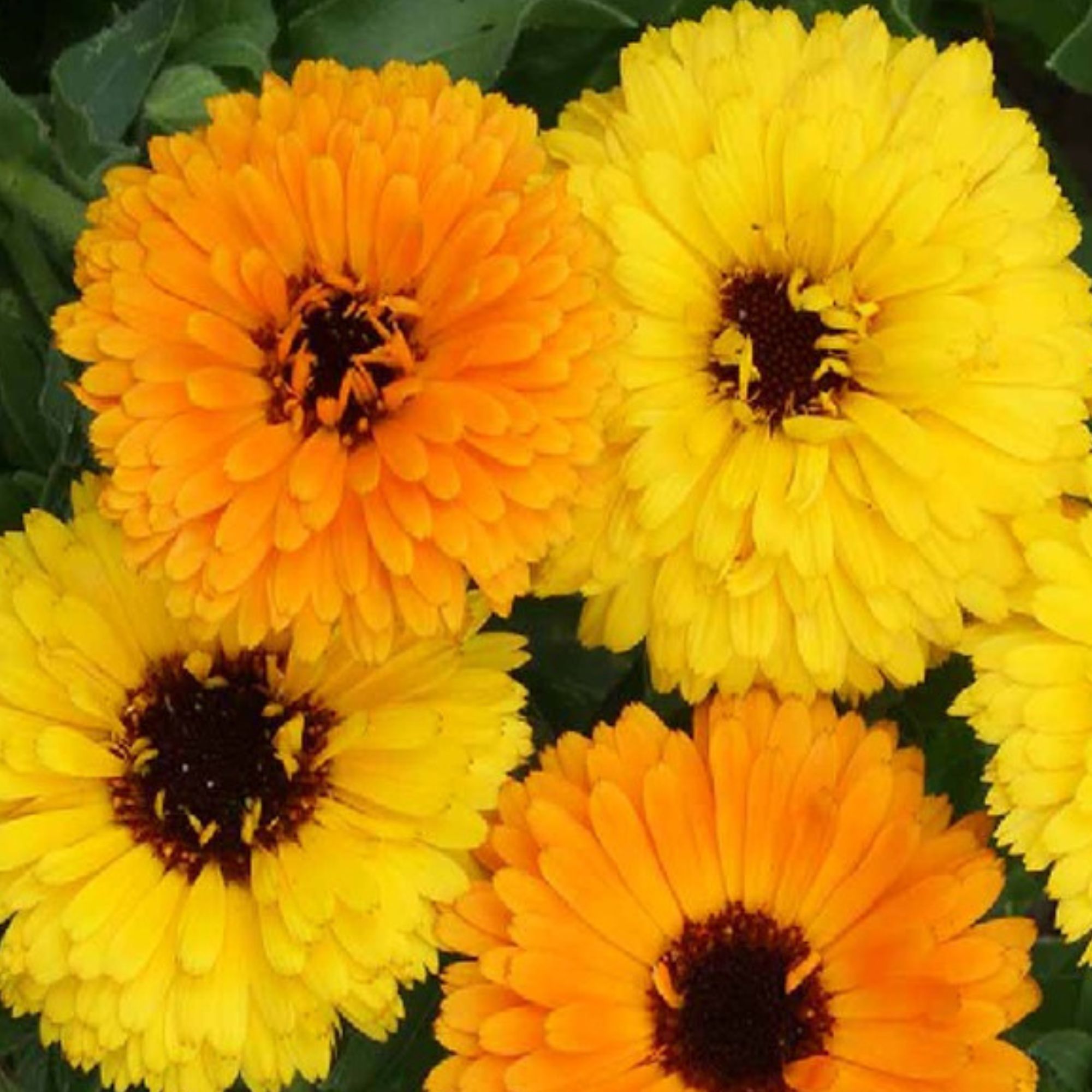 Calendula Flower Seeds - Fiesta Gitana - 4 Oz ~8,400 Seeds - Buy Bulk Non-GMO Calendula Officinalis Home, Farm & Gardening Seeds