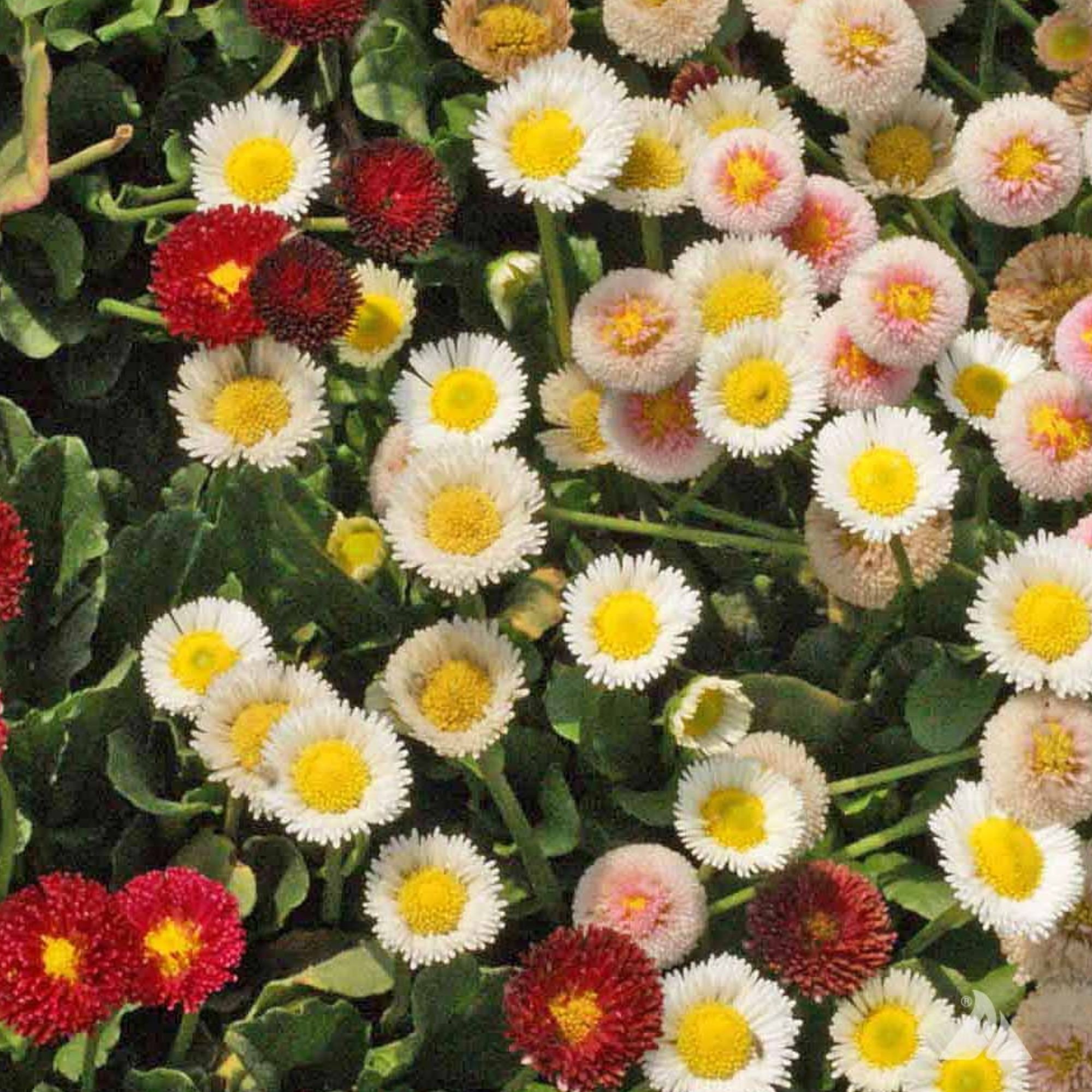Bellis (English Daisy) Seeds - Pomponette Mix - 250 Mg Packet ~105 Seeds - Flower Mix - Buy Non-GMO Bellis Perennis Farm & Garde