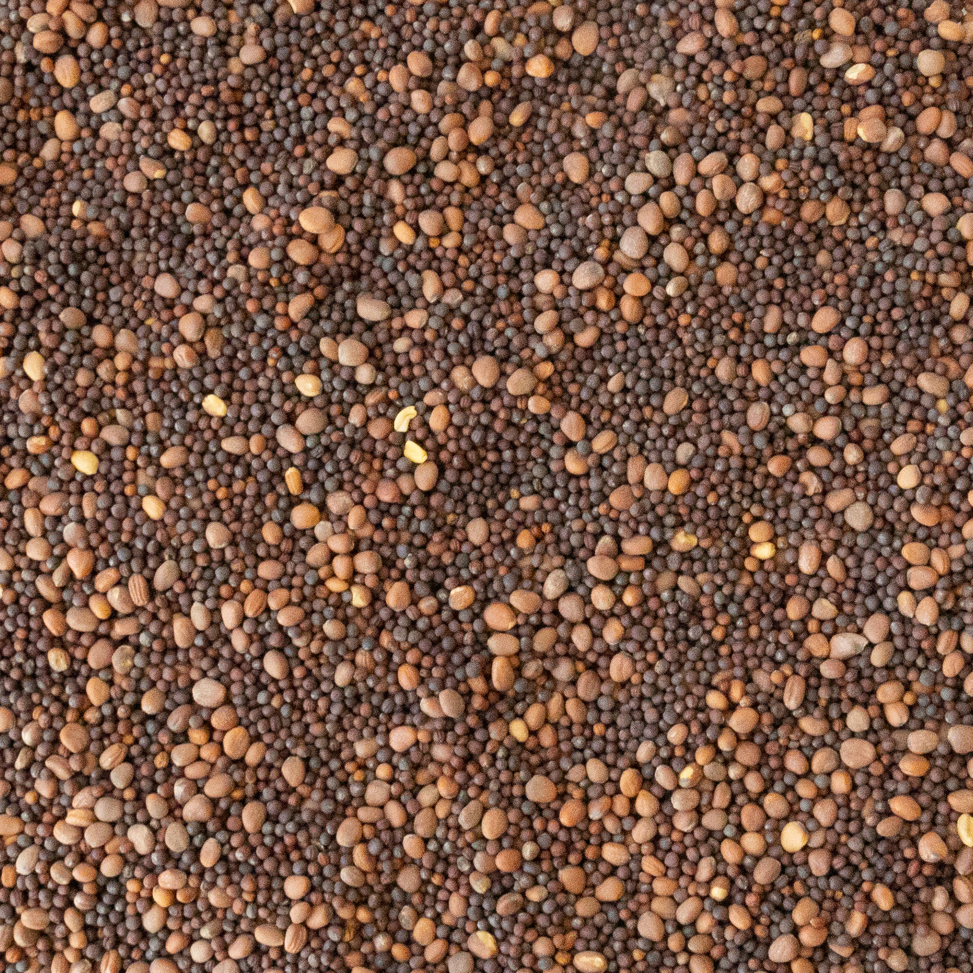 Brassica Classic Trio Cover Crop Seed Mix - 4 Oz ~29,580 Seeds - Includes Daikon Radish, Rapeseed, and Turnip - For Bulk Cover C