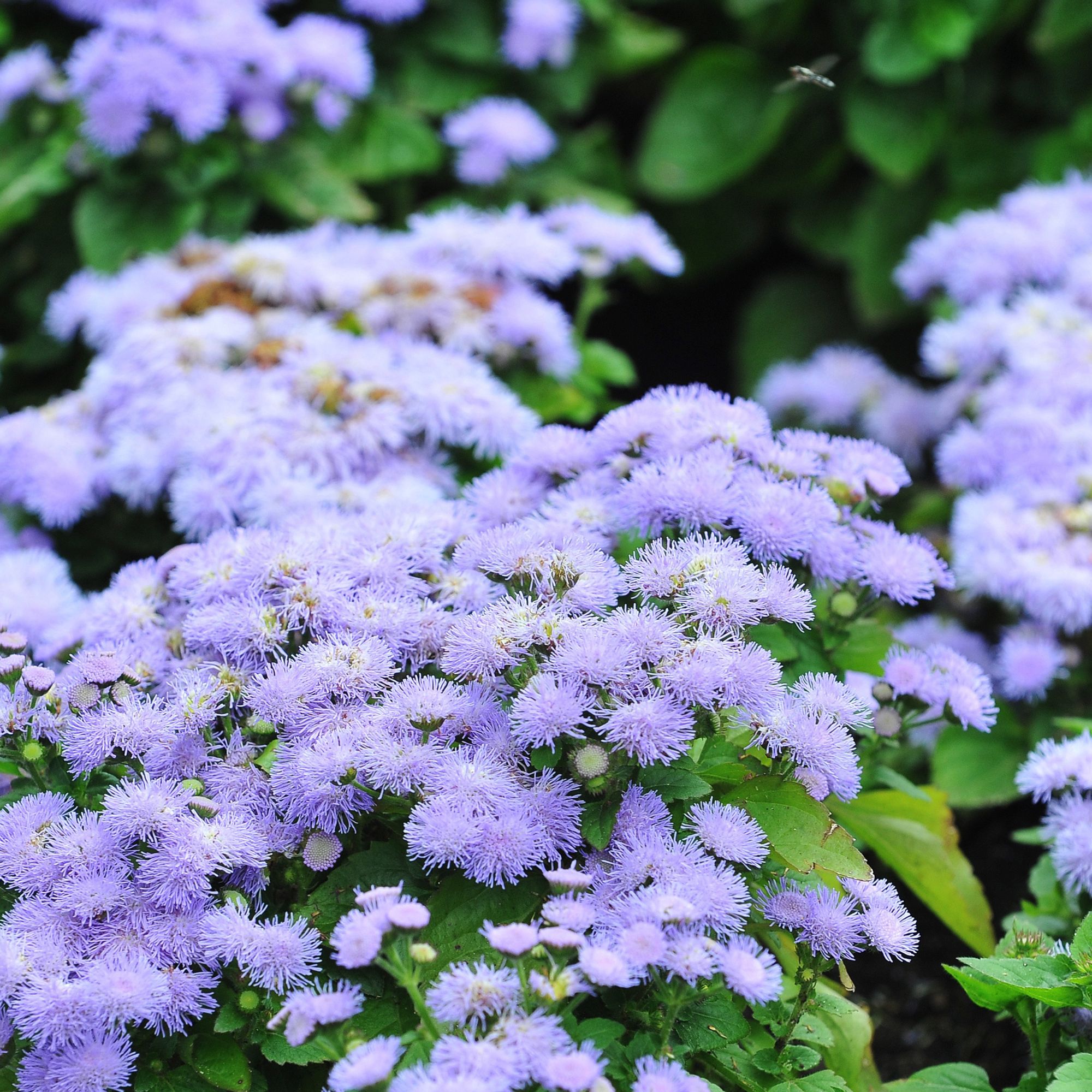 Ageratum Seeds - Dwarf Blue Mink - 0.25 Oz ~50,000 Seeds - Buy Non-GMO, Heirloom, Farm & Gardening Seeds Online, Ageratum Housto