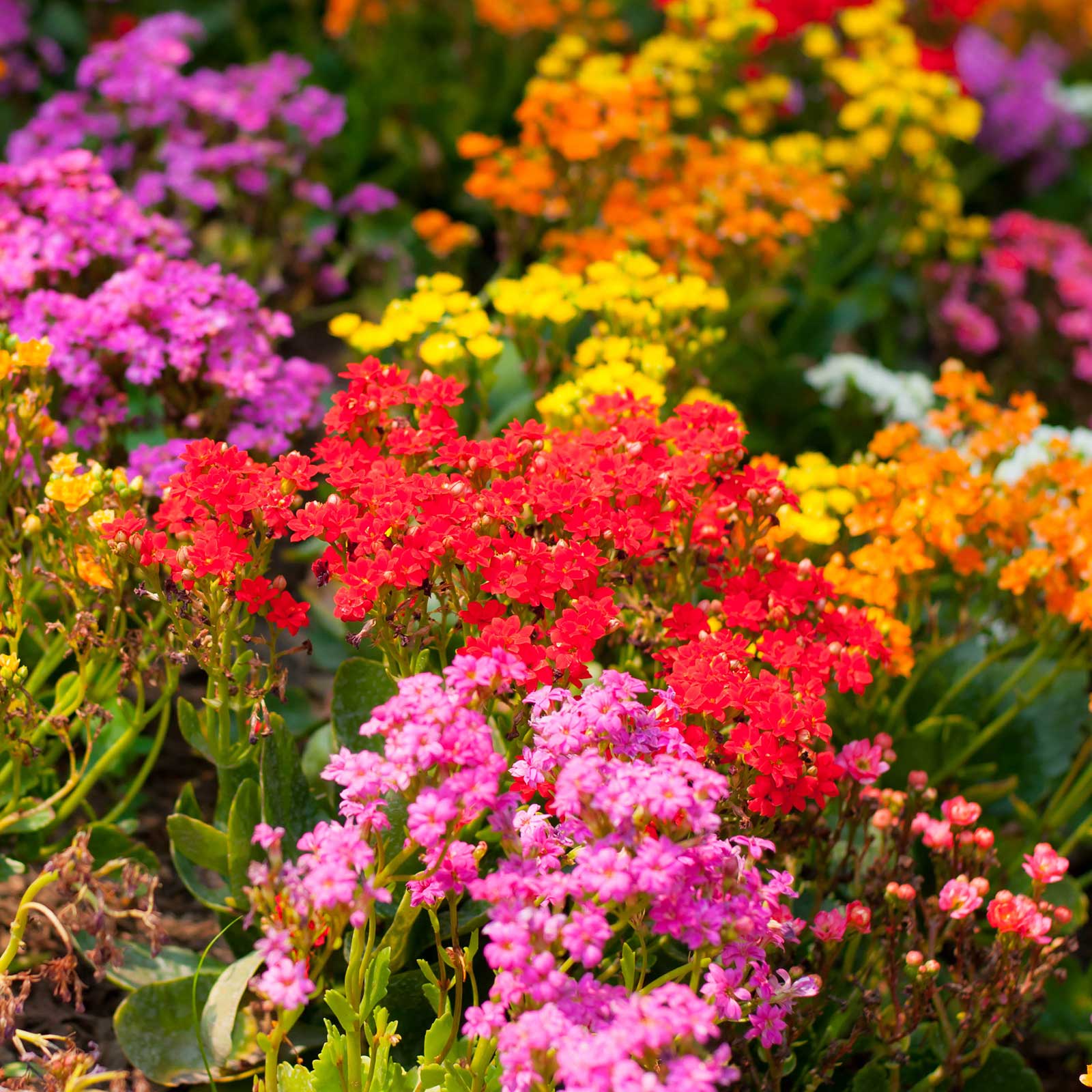 Alyssum Seeds - Wonderland Series - Mix - 50 Seed Packet ~50 Seeds - Flowers - Buy Non-GMO, Annual Home Garden Seeds Online - Lo