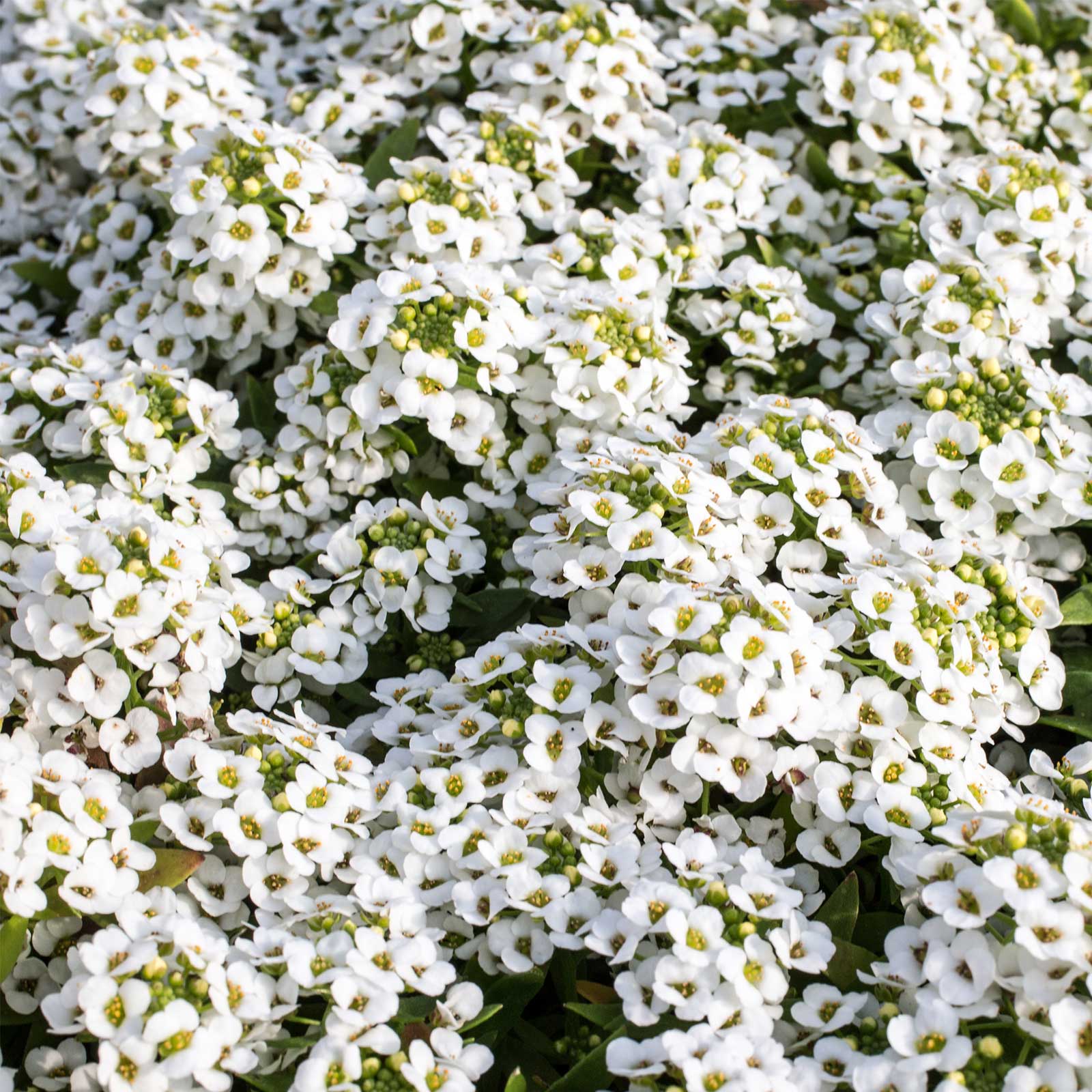 Alyssum Seeds - Wonderland Series - White - 50 Seed Packet ~50 Seeds - Flowers - Buy Non-GMO, Annual Home Garden Seeds Online - 