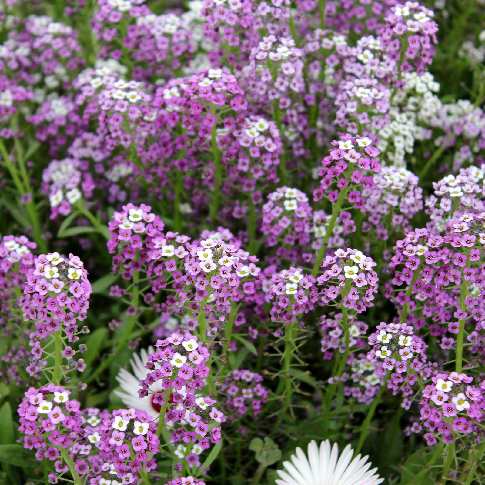 Alyssum Seeds - Wonderland Series - Blue - 50 Seed Packet ~50 Seeds - Flowers - Buy Non-GMO, Annual Home Garden Seeds Online - L