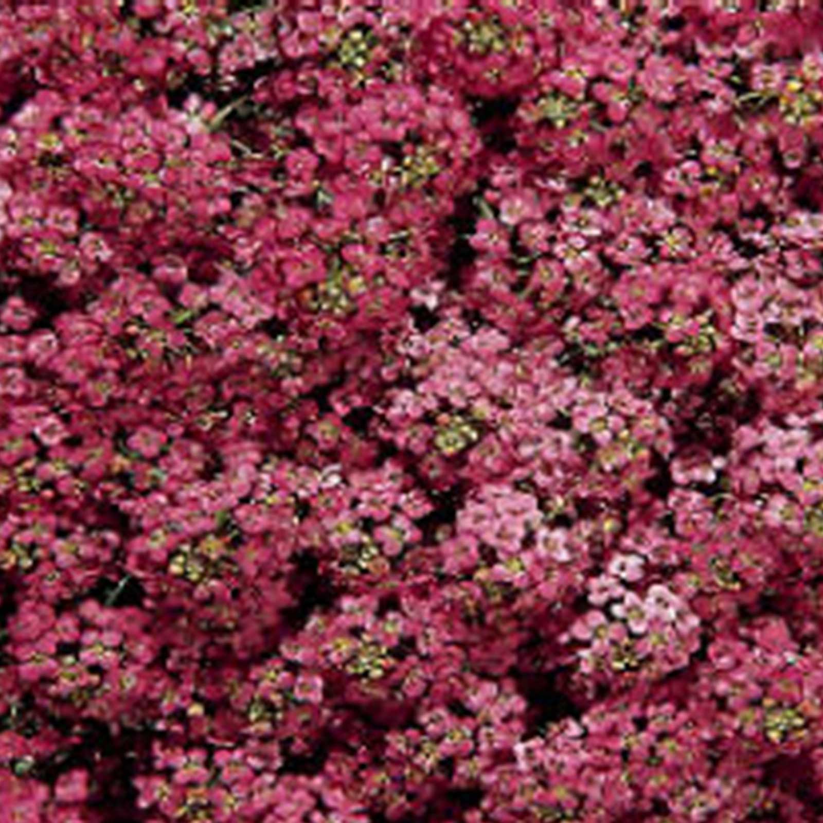Alyssum Seeds - Wonderland Series - Deep Rose - 50 Seed Packet ~50 Seeds - Flowers - Buy Non-GMO, Annual Flower Seeds Online - L