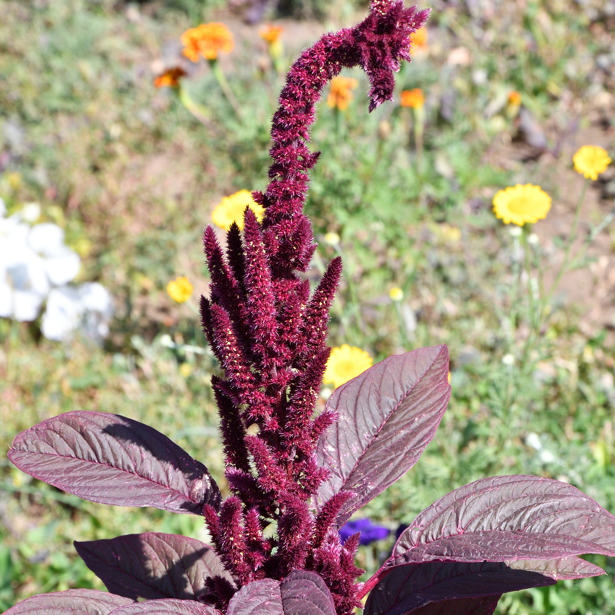 Amaranth Seeds - Hopi Red Dye - Organic - 1 Oz ~15,000 - Flowers - Edible Non-GMO, Annual, Heirloom, Cut Flower for planting - A