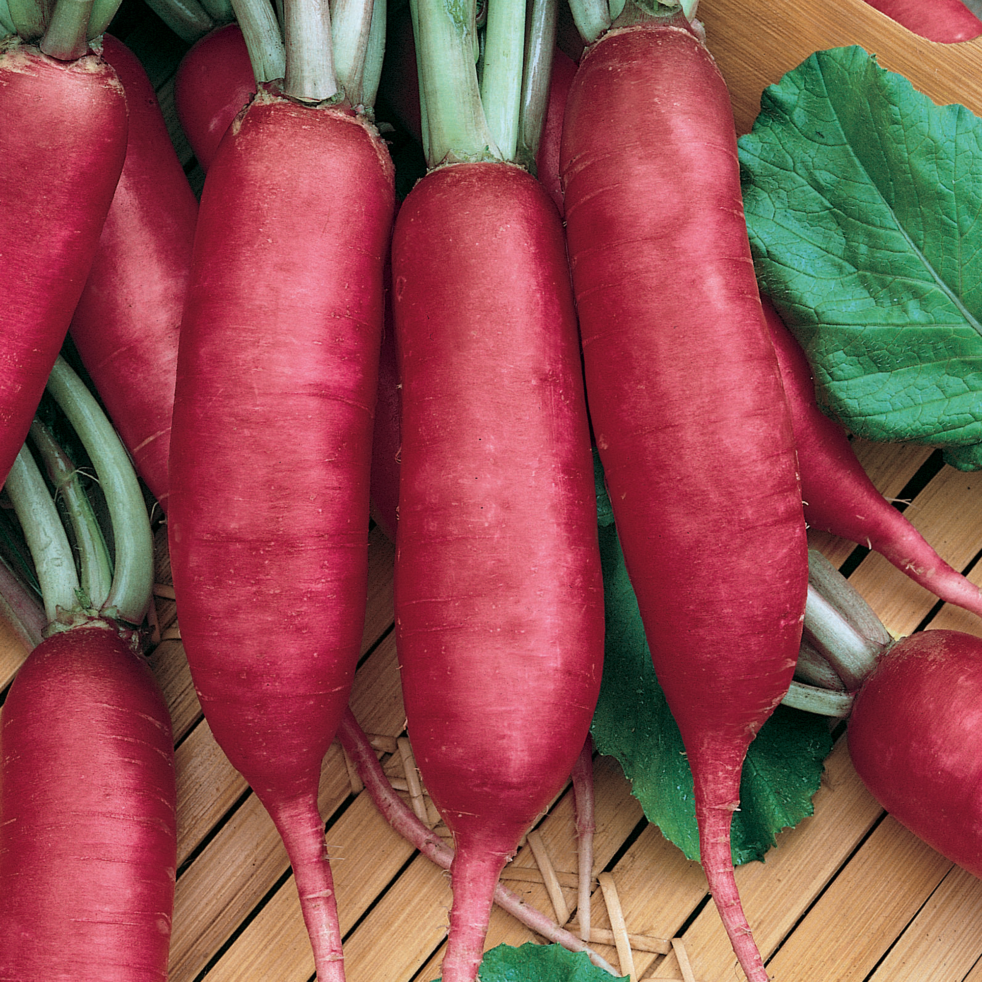 Pink Summercicle Radish Microgreens - 4 Oz ~10,000 Seeds - Non-GMO - Buy Non-GMO Raphanus sativus Farm & Gardening Seeds Online