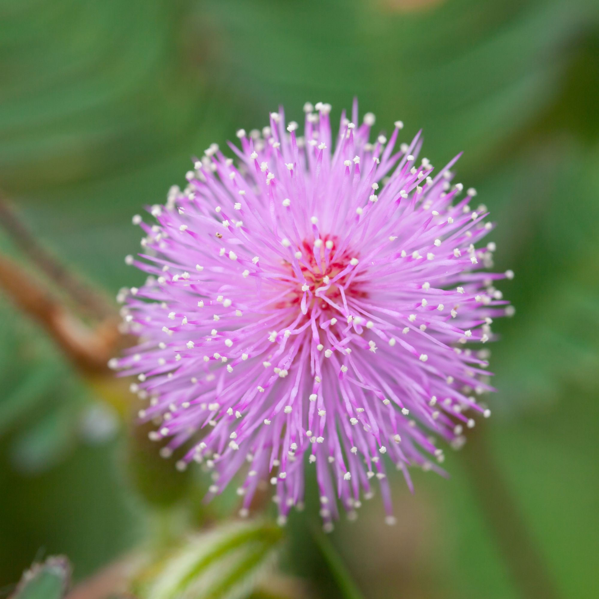Mimosa Flower Seeds - Sensitive Plant - 1 g Packet ~130 Seeds - Perennial - Buy Gardening Seeds Online