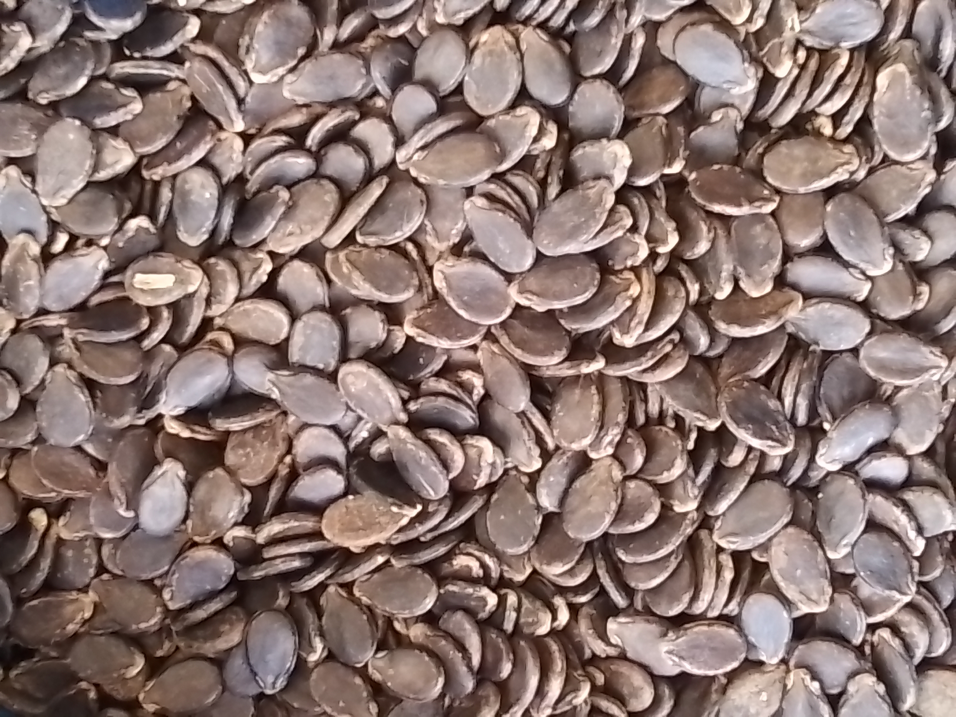 Organic Crimson Sweet Yellow Watermelon Seeds - 3 g Packet - Gardening