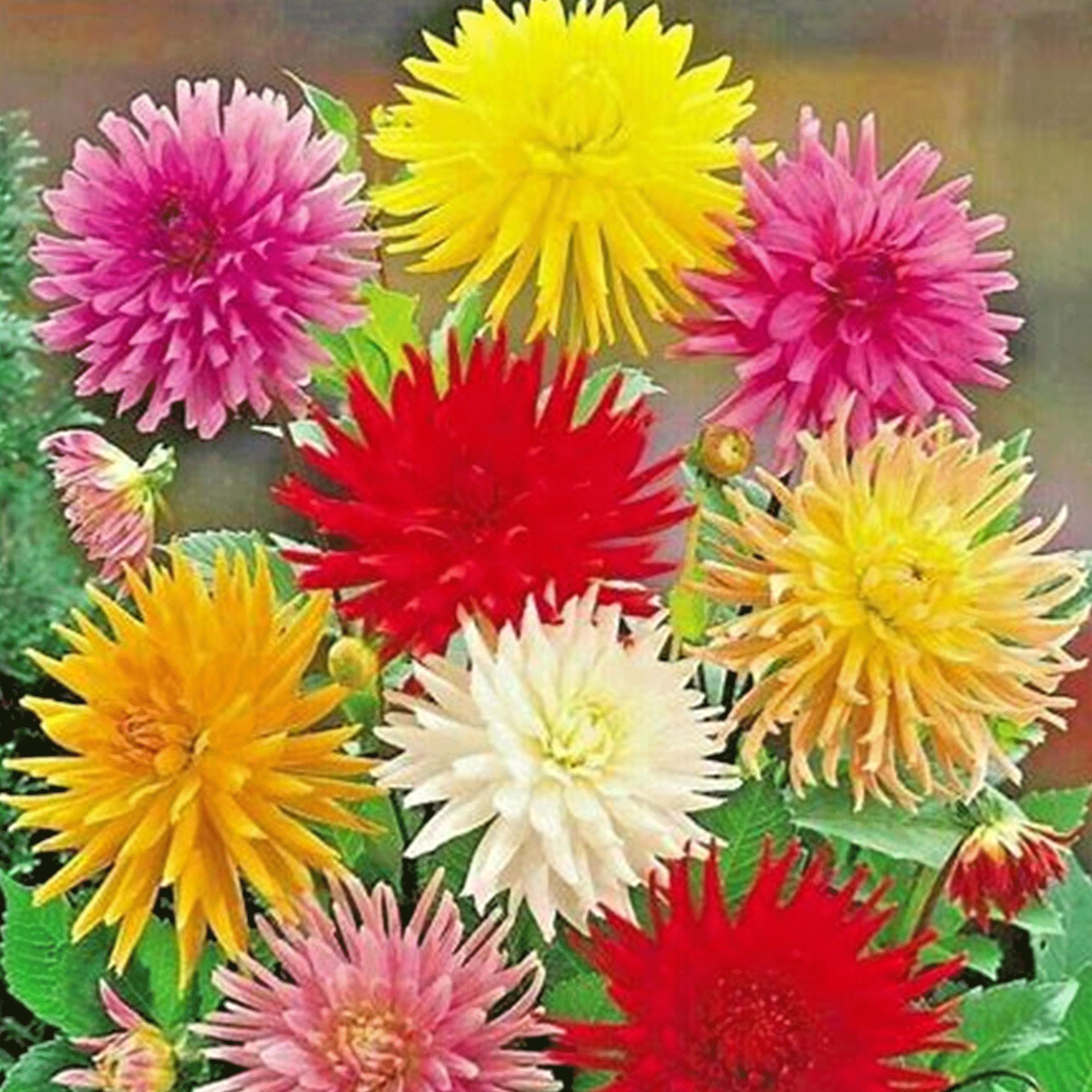 Zinnia Flower Seeds Cactus Flowered Mix - 0.25 Oz ~976 Seeds - Buy Non-GMO, Heirloom, Farm & Gardening Seeds Online, Zinnia Eleg