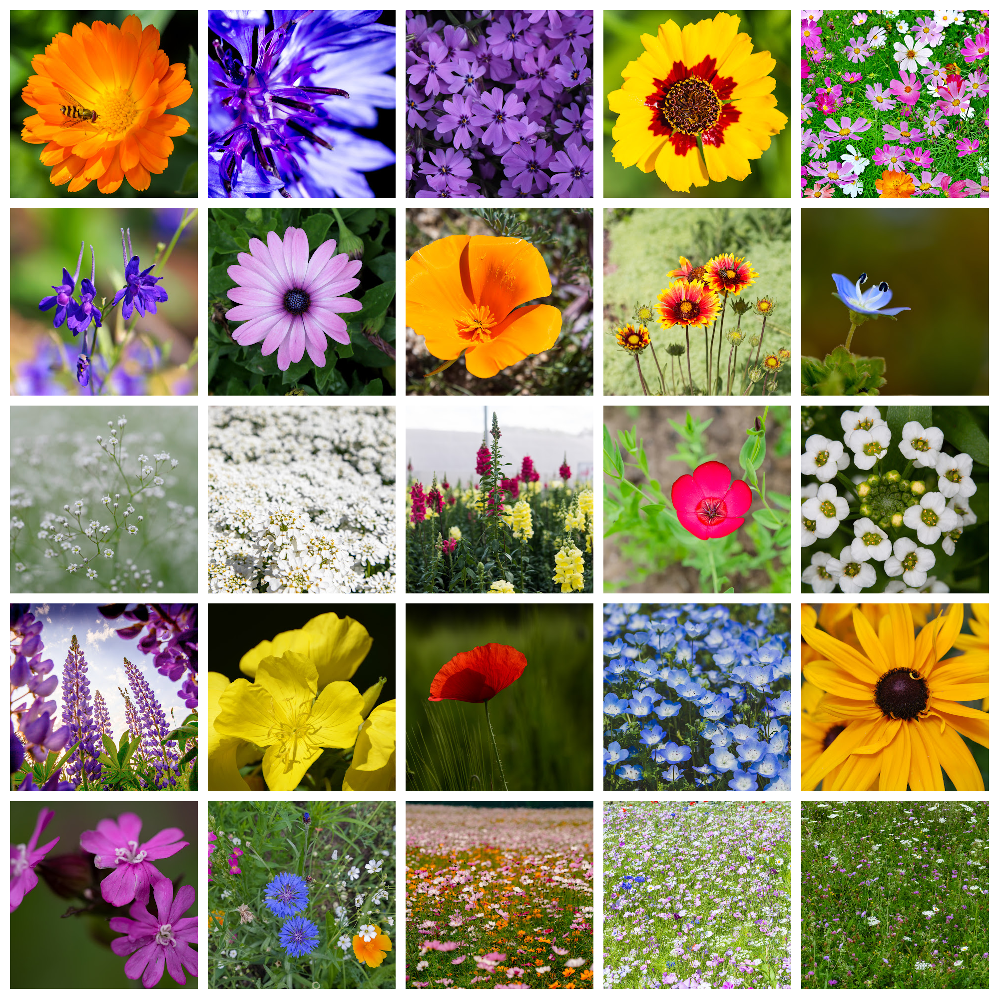 Annual Wildflower Seed Mix 7 G Packet ~274 Seeds - Annual Wild Flower Seed Blend - Non-GMO, Heirloom Gardening Seeds for Plantin