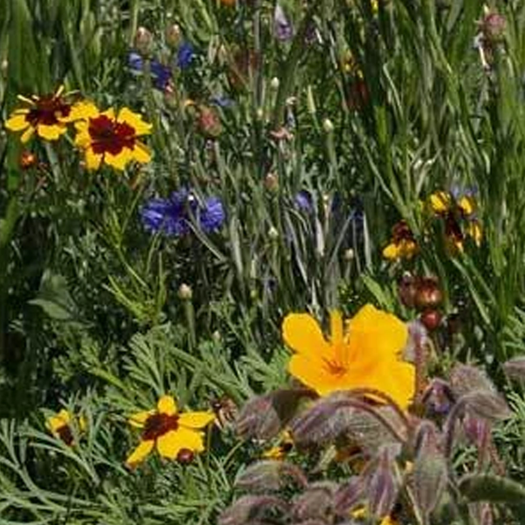 Southeast Wildflower Seed Mix - 7 Grams - Covers ~50 Sq. Ft. - Flowers - Wild Flower Seed Blend - Non-GMO, Heirloom Garden & Gar