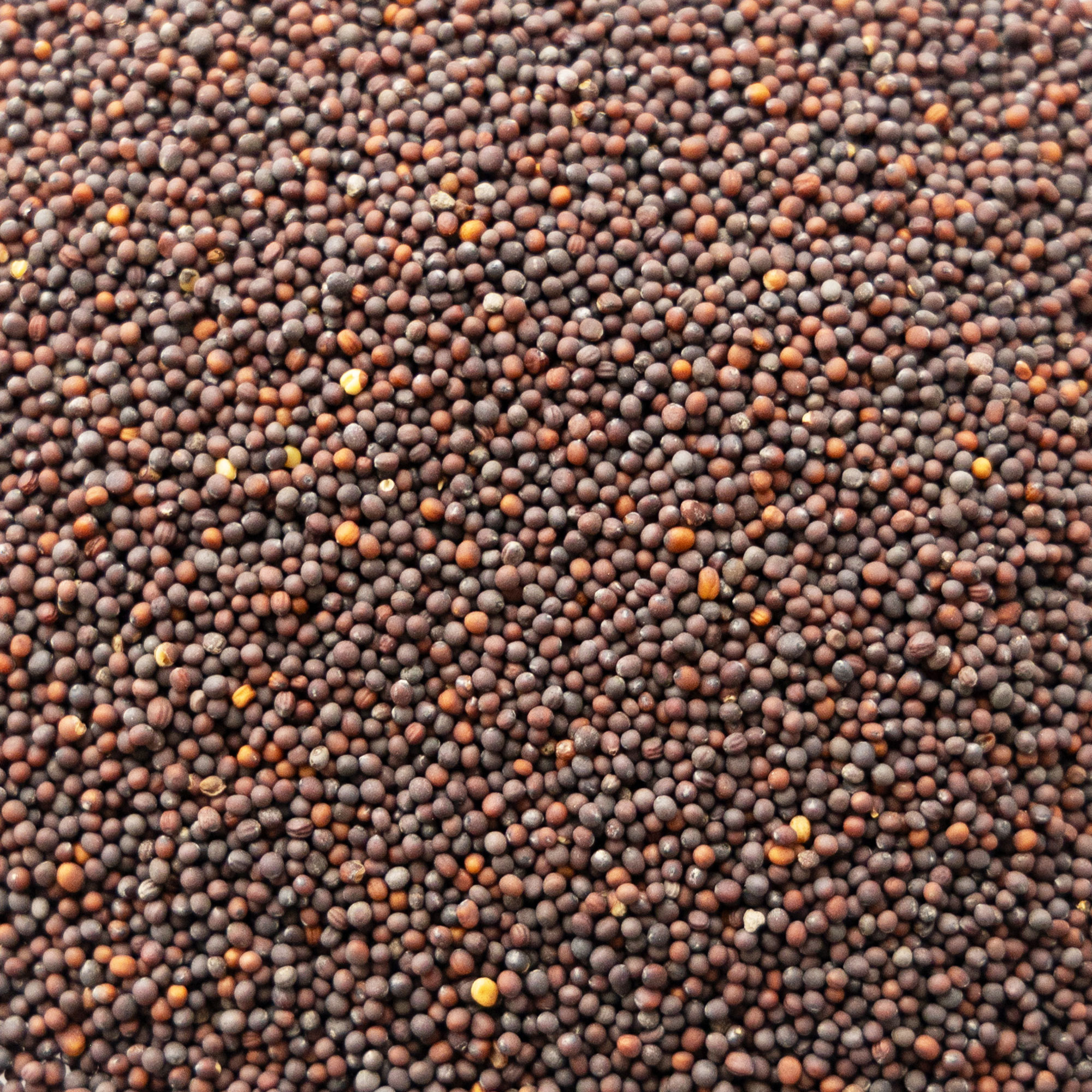 White Egg Turnip Seeds -2 g ~650-Garden-AKA: Early White Egg, Snowball - Buy Non-GMO Brassica rapa Farm & Gardening Seeds Online