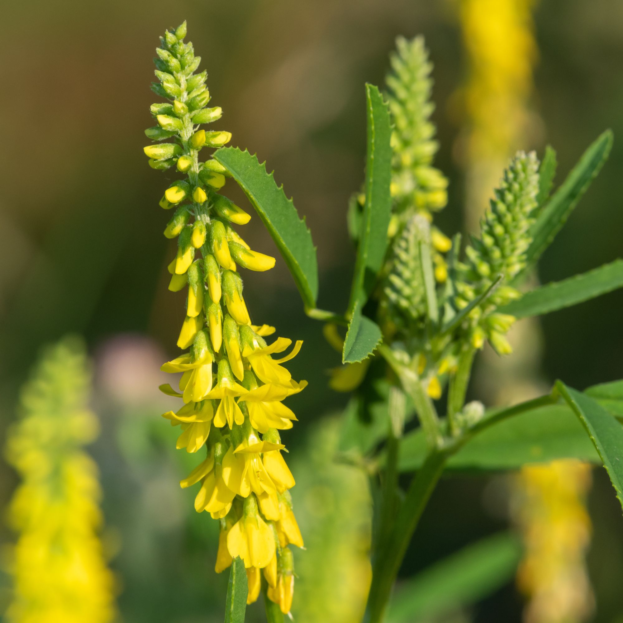 Organic Yellow Blossom Sweet Clover Seeds -5 LB ~1,250,000- Cover Crop - Farm & Garden Spring, Fall Winter Covercrop - Gardening