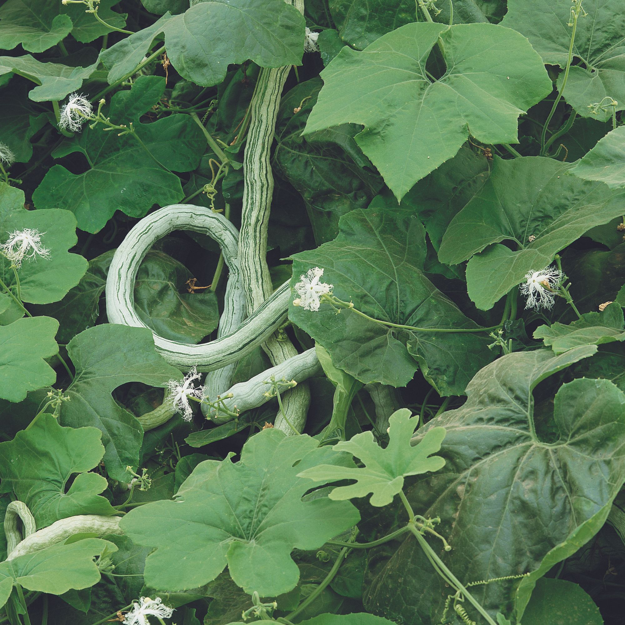 Gourd Seeds - Extra Long Snake - 5 Lb ~8,000 Seeds - Trichosanthes Cucumerina Var. Anguina - Non-GMO, Wholesale Garden Seeds for