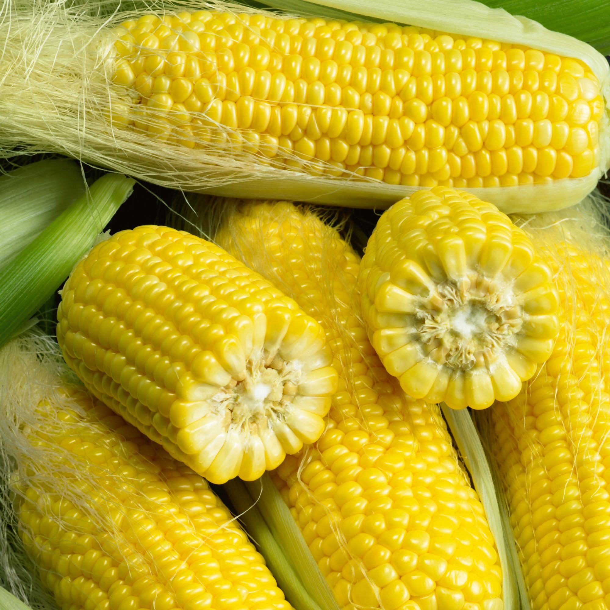 Corn Seeds - Golden Bantam 8 - 1 Oz ~110 Seeds - Zea Mays - Non-GMO, Farm, Home & Gardening Seeds for Planting - Buy Online Vege
