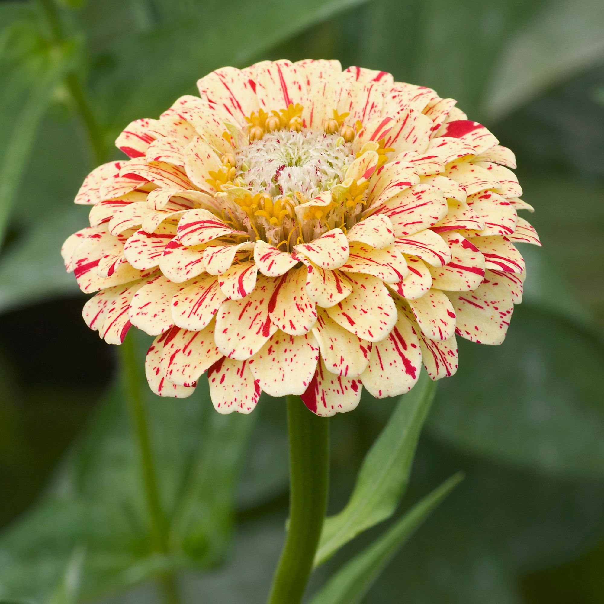 Zinnia Flower Seeds Peppermint Stick - 2 G Packet ~125 Seeds - Buy Non-GMO, Heirloom, Farm & Gardening Seeds Online, Zinnia Eleg