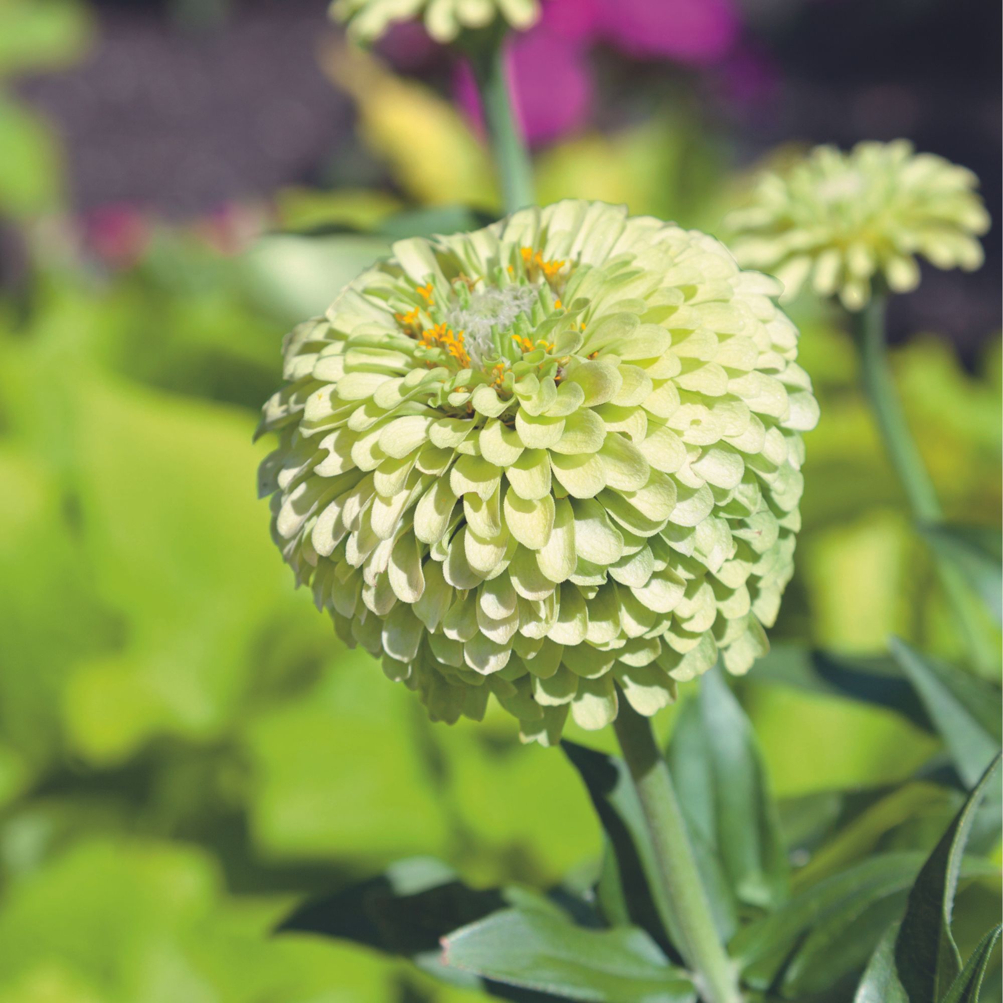 Zinnia Flower Seeds Queeny Lime Blush - 1 Oz ~5,610 Seeds - Buy Non-GMO, Bulk Heirloom, Farm & Gardening Seeds Online, Zinnia El
