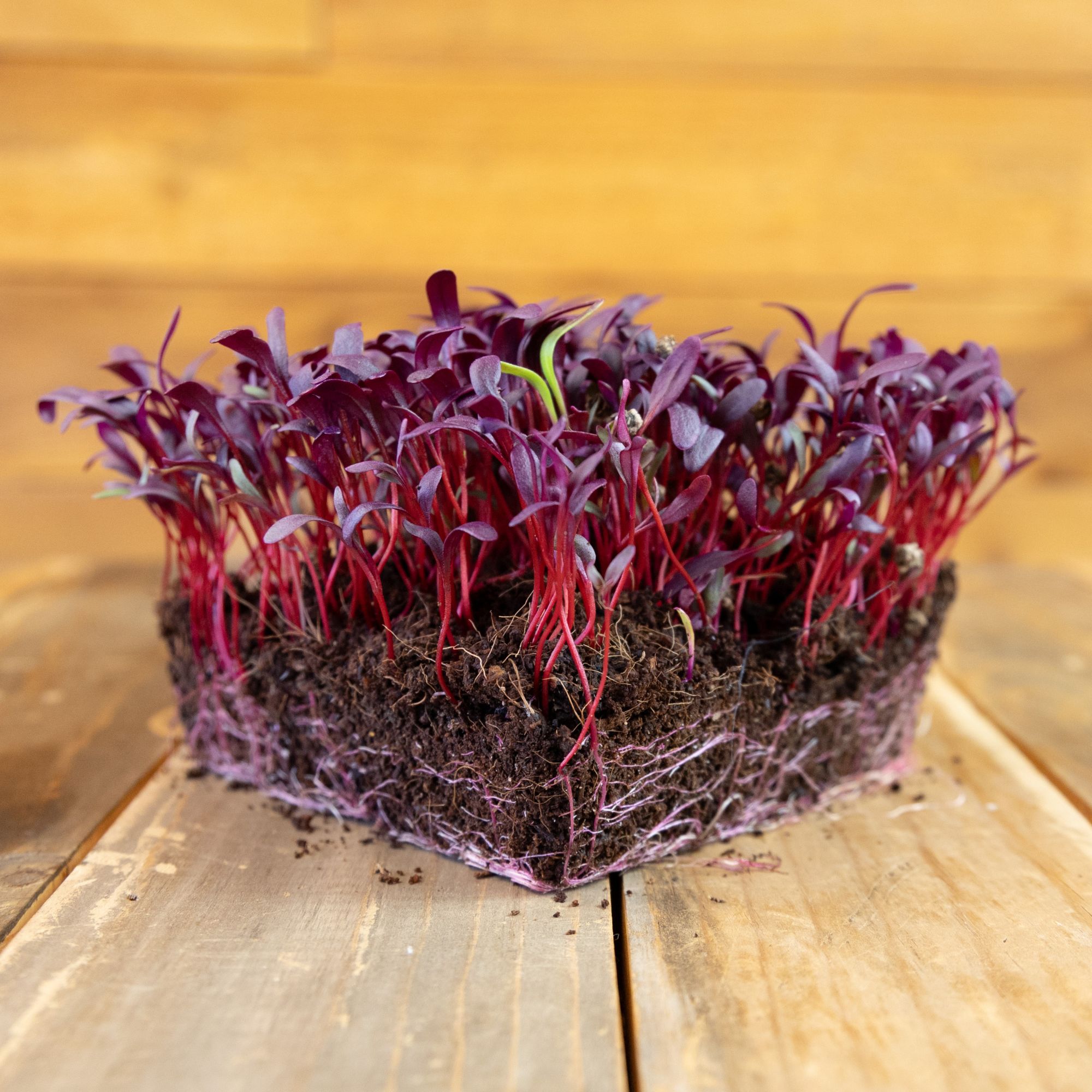 Bulls Blood Beet -3 g Packet ~125 Seeds- Non-GMO Heirloom - Garden - Buy Non-GMO Beta vulgaris Farm & Gardening Seeds Online