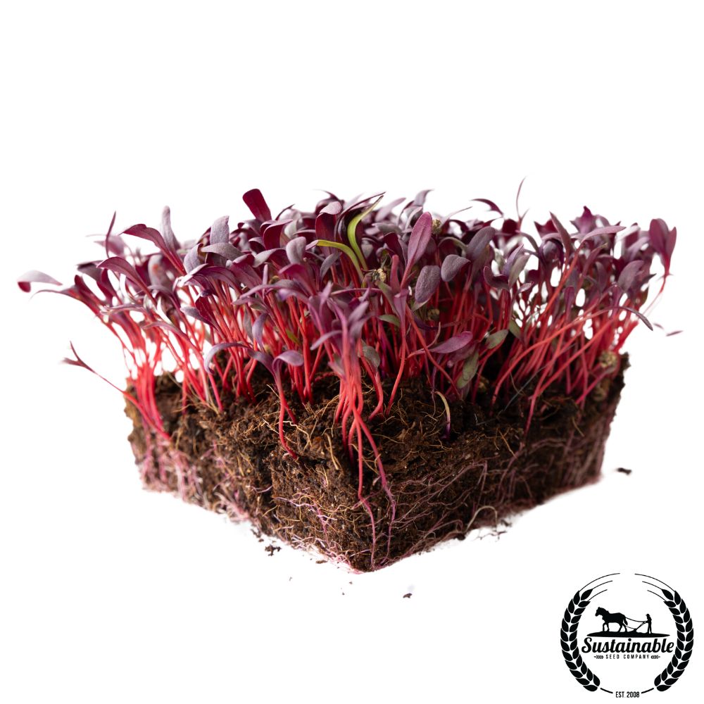 Bulls Blood Beet Seeds -1 Oz- Organic, Heirloom - Garden, Micro greens - Buy Non-GMO Beta vulgaris Farm & Gardening Seeds Online