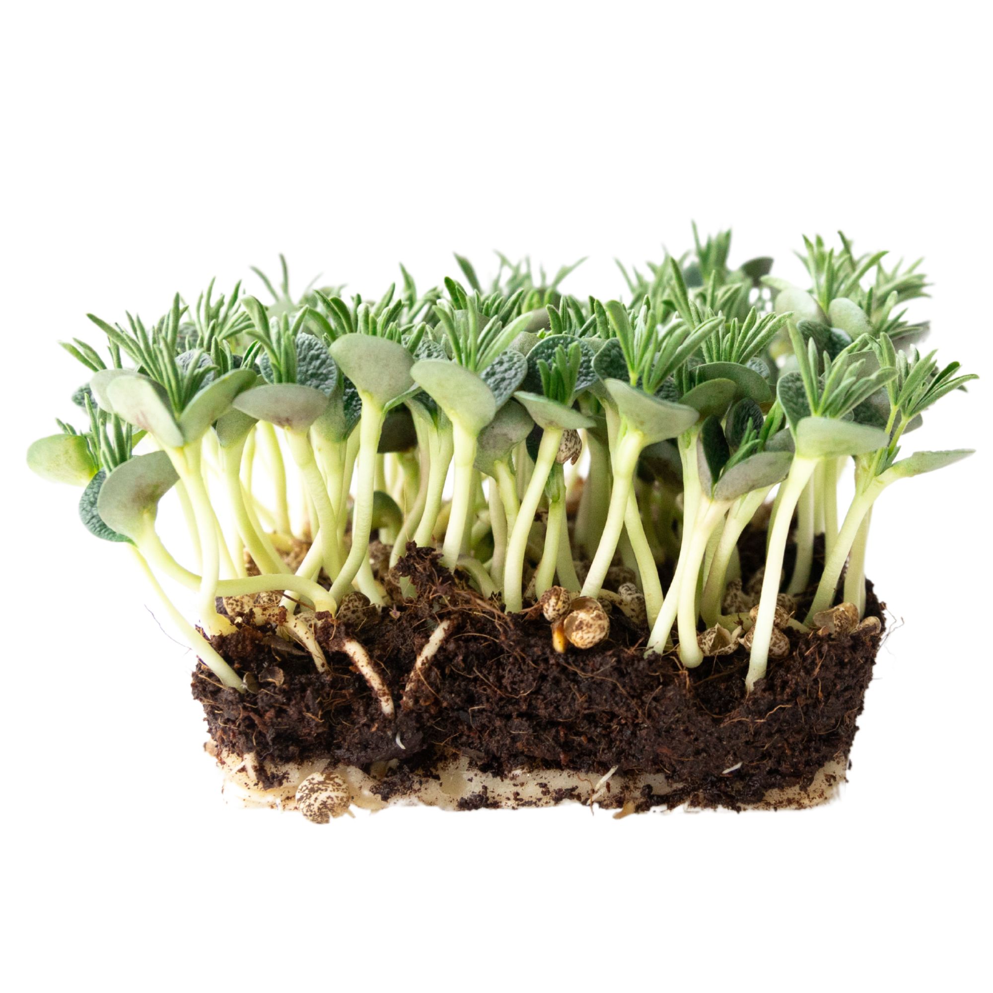 Lupine Garden Seeds - Sweet Lupine - Moonshine - 1 Oz ~290 Seeds - Lupinus Albus - Non-GMO, Farm & Gardening Seeds for Planting 