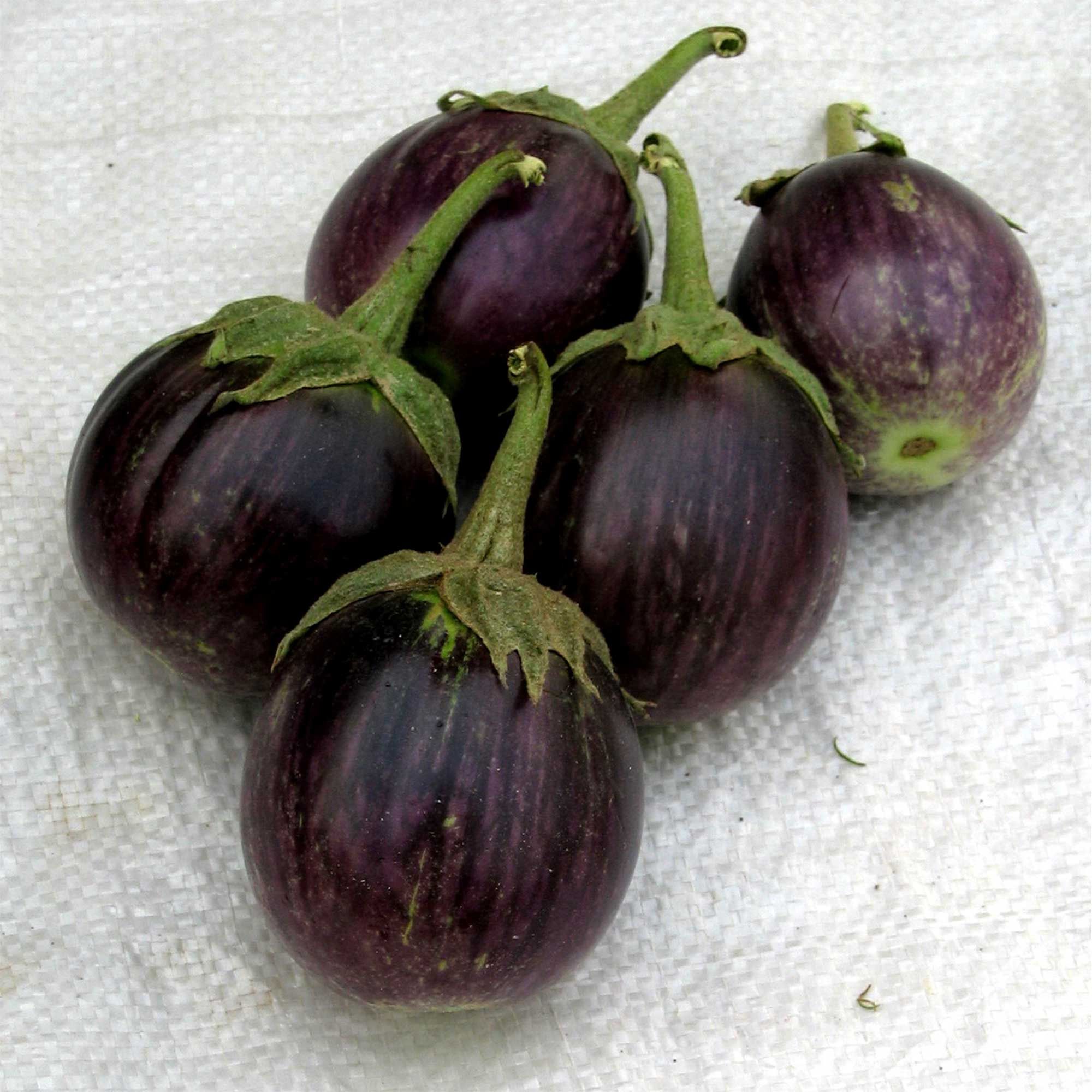 Organic Eggplant Seeds - Purple Thai Round - 1 G Packet ~239 Seeds - Solanum melongena - Non-GMO Heirloom - Asian Garden Vegetab