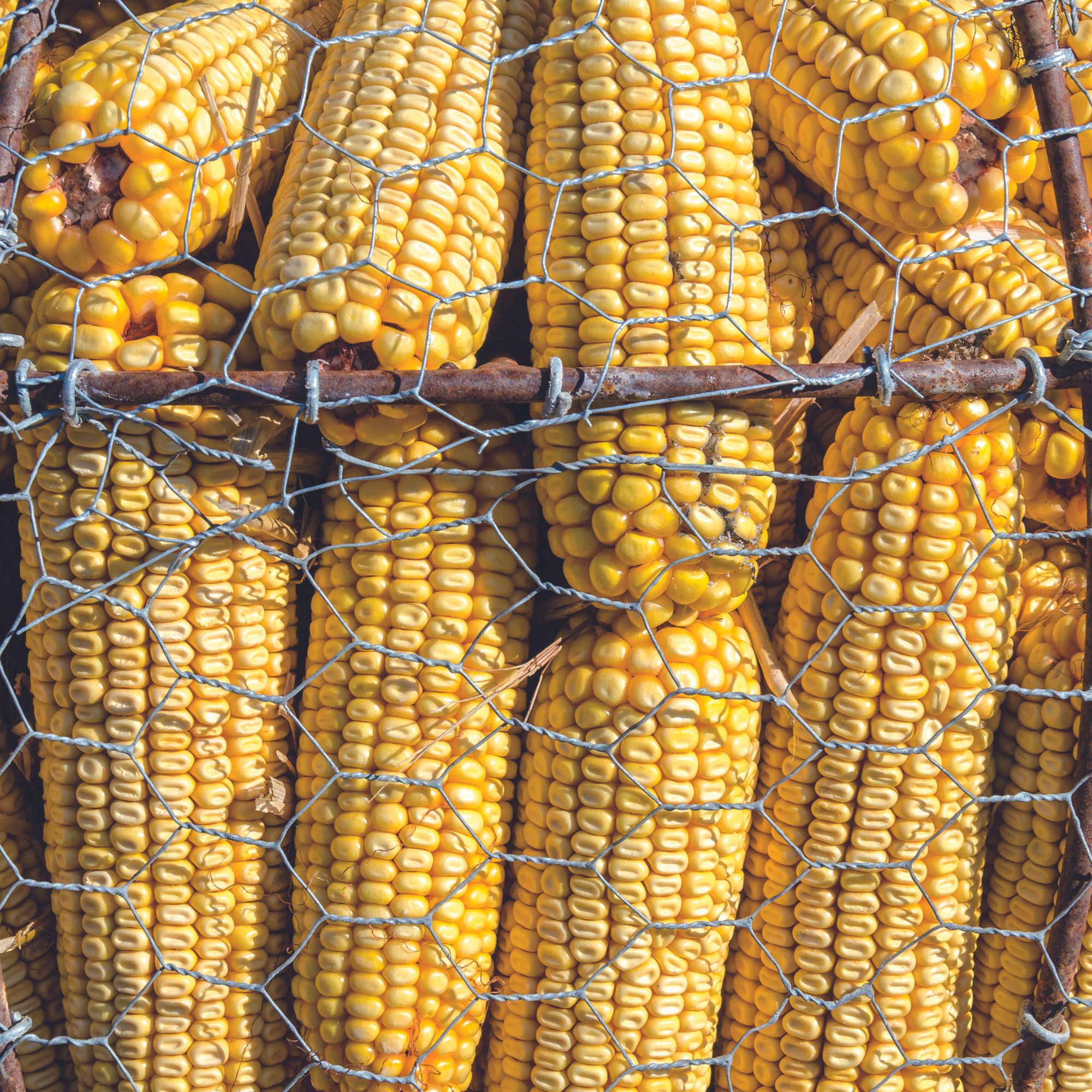 Organic Dent Corn Seeds - Northstine Dent - 10 G Packet ~30 Seeds - Zea mays convar - Non-GMO, Farm, Home & Gardening Seeds for 