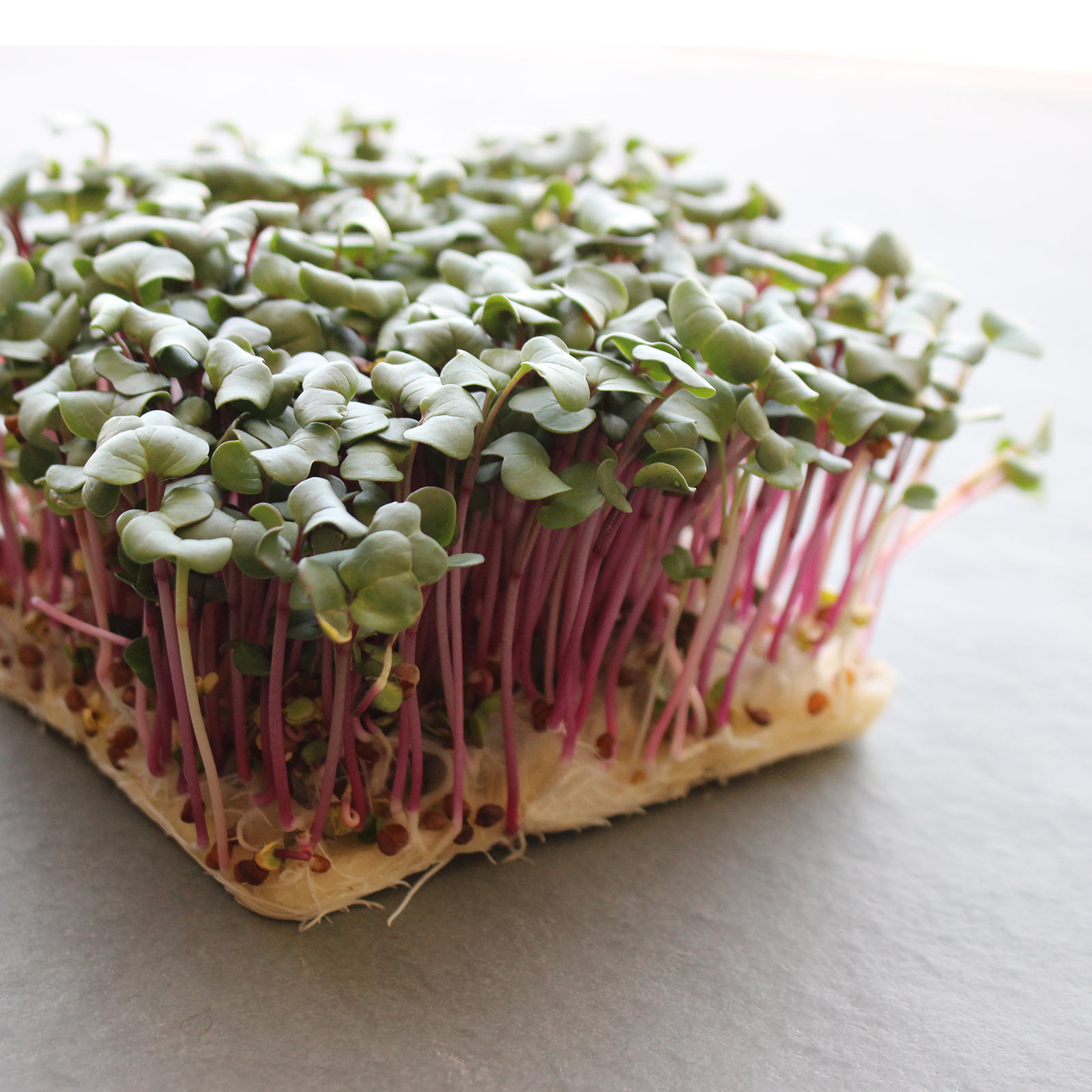 Radish Seeds - Hong Vit -5 Lb Bulk ~280000 Seeds - Non-GMO, Heirloom - Asian Garden Vegetable & Microgreens
