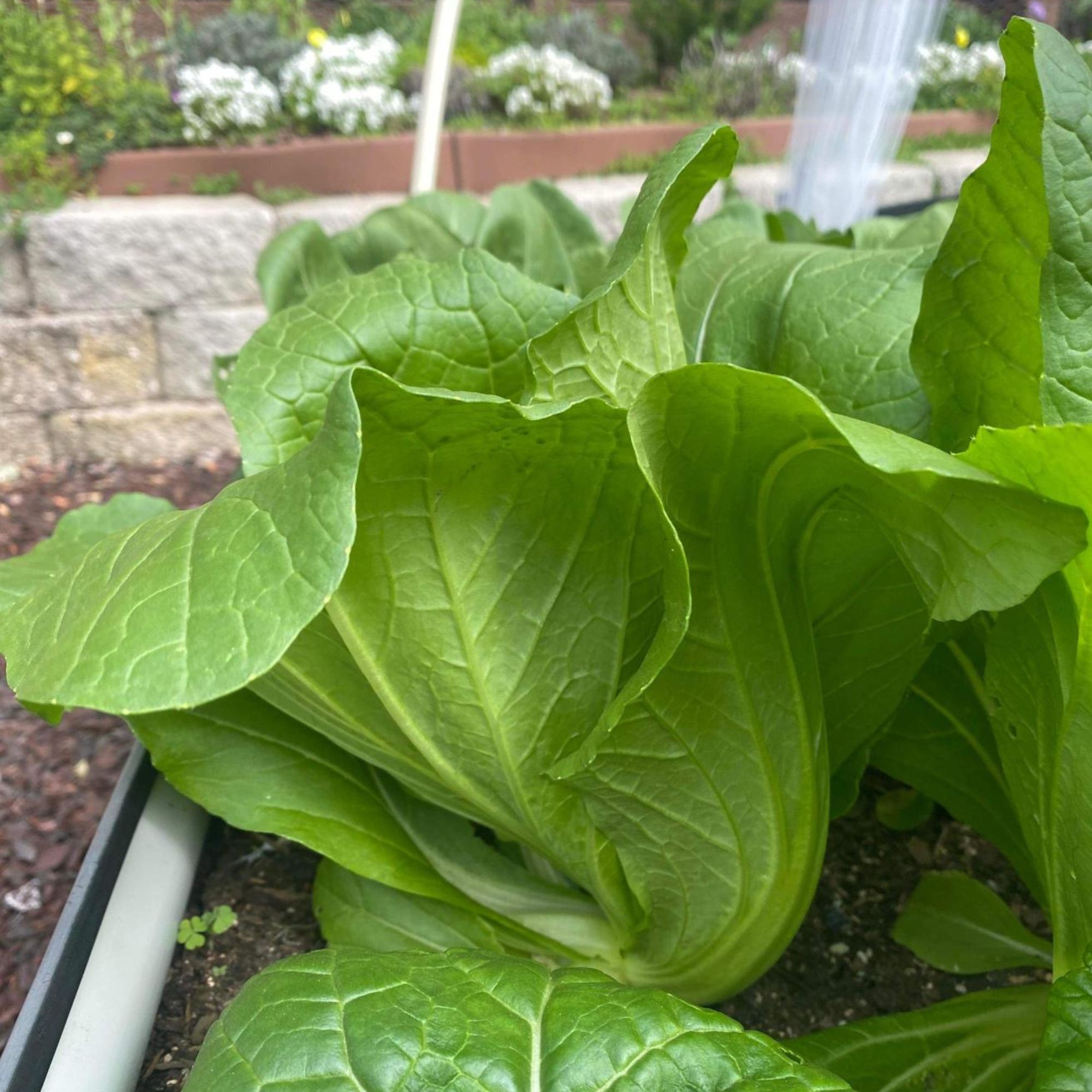 Chinese Cabbage Seeds - Hiroshimana -4 g Packet ~640 Seeds - Non-GMO, Heirloom - Asian Garden Vegetable & Microgreens