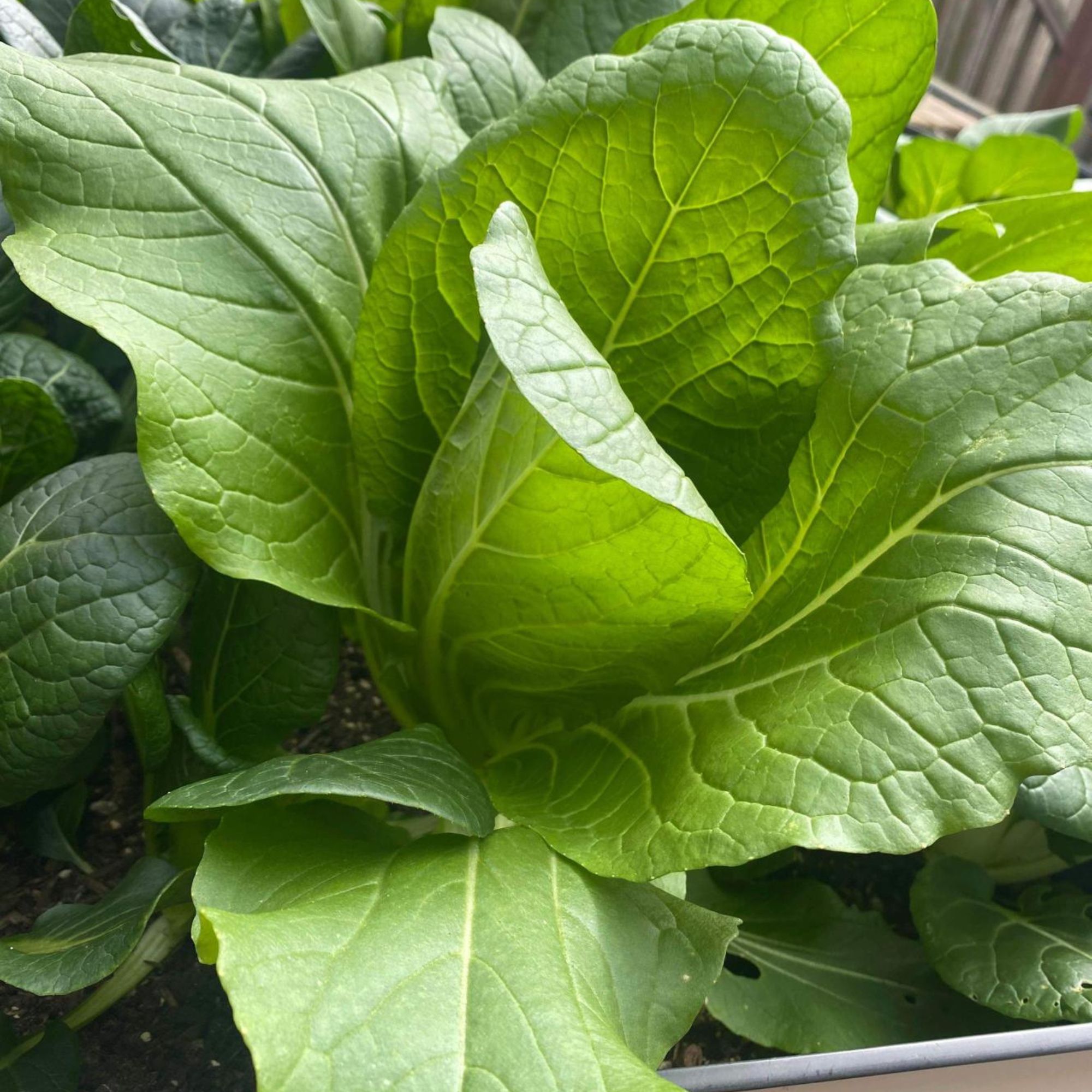 Chinese Cabbage Seeds - Hiroshimana -5 Lb Bulk ~358400 Seeds - Non-GMO, Heirloom - Asian Garden Vegetable & Microgreens