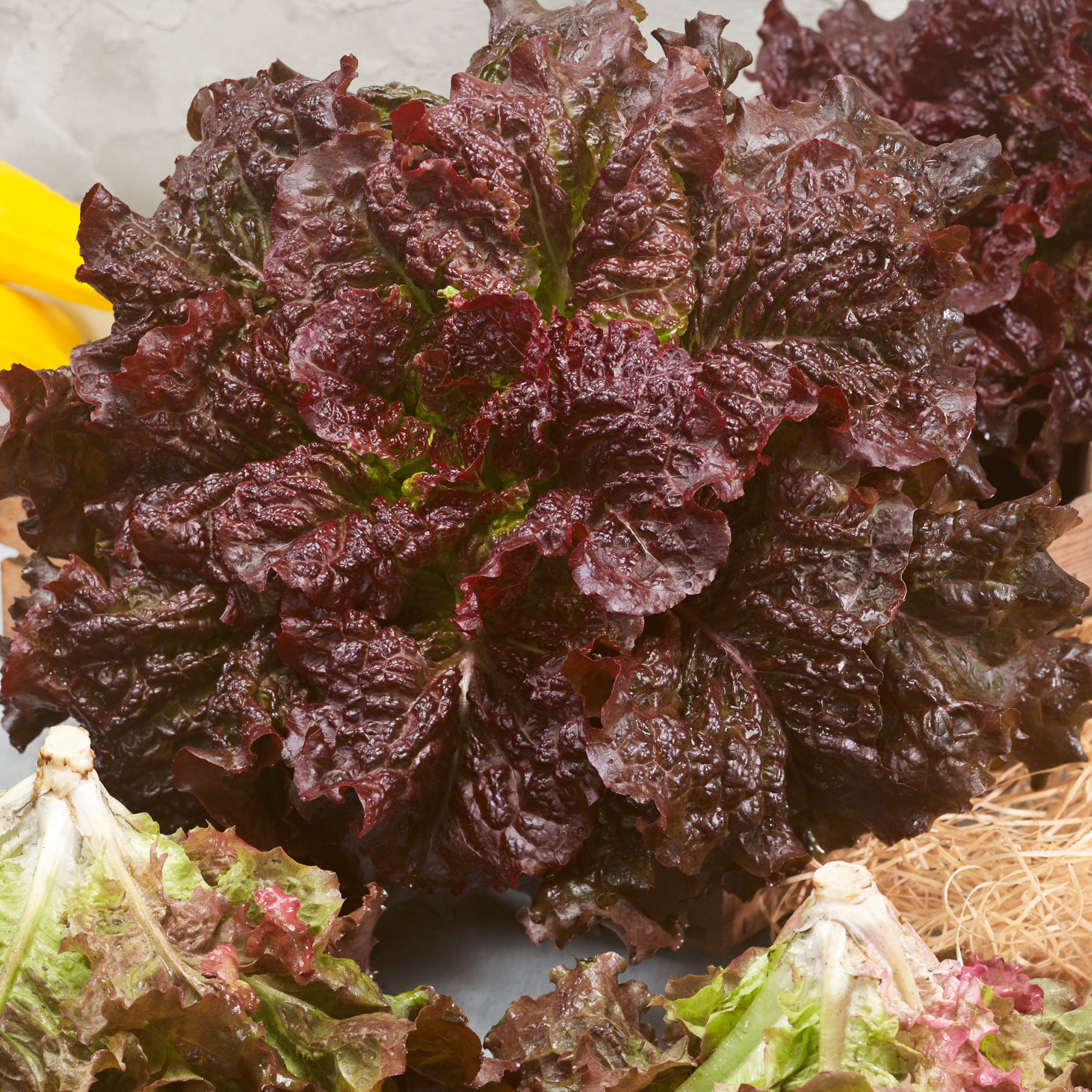 Organic Merlot Lettuce Seeds - 0.25 Oz ~6,653 Seeds - Non-GMO Gardening - Buy Non-GMO Blend Farm & Gardening Seeds Online - Seed