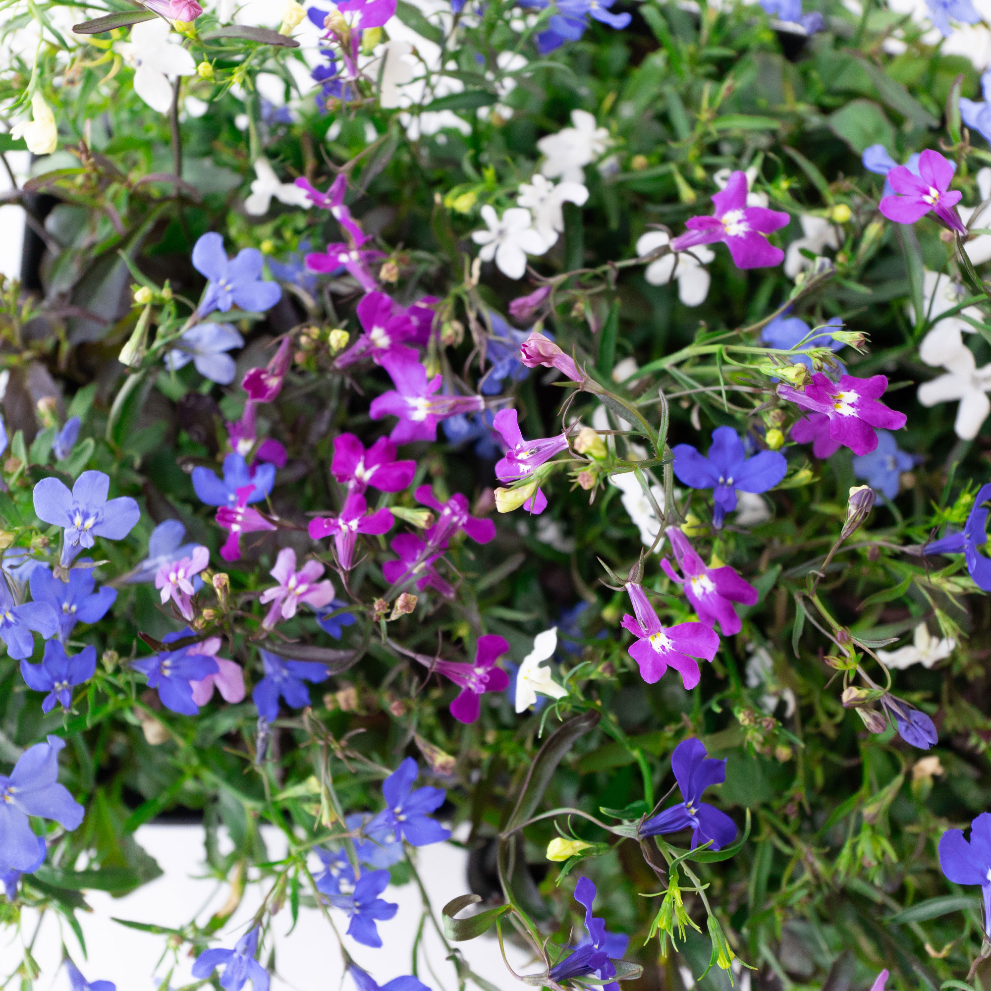 Seeds: Lobelia Flower Garden - Regatta Series Color Mix - 1000 Seeds - Buy Non-GMO Lobelia erinus Farm & Gardening Seeds Online