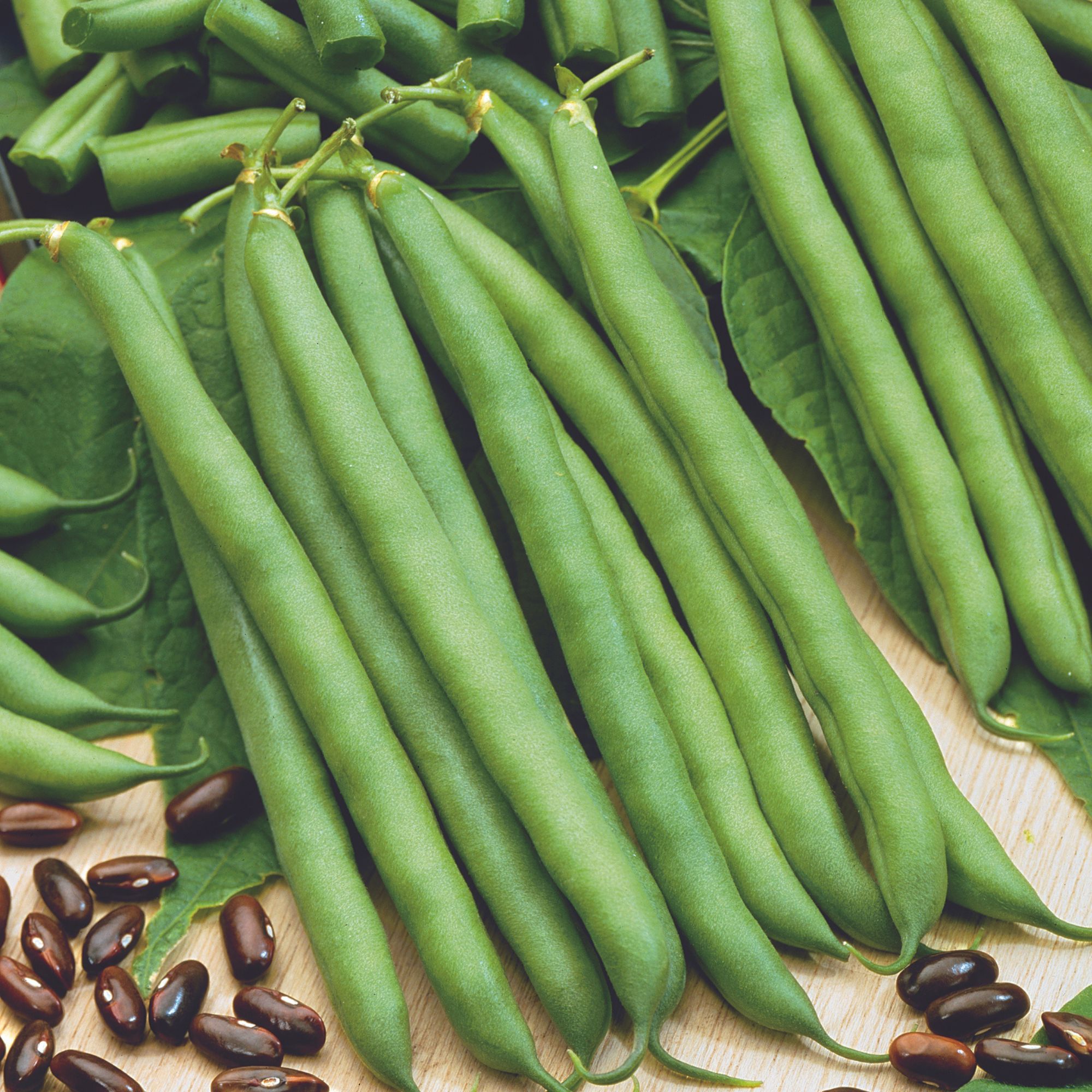 Landreth Stringless Bush Bean Seeds - 5 Lb ~10,240 Seeds - Non-GMO Heirloom Open Pollinated - Buy Bulk Phaseolus vulgaris Farm &