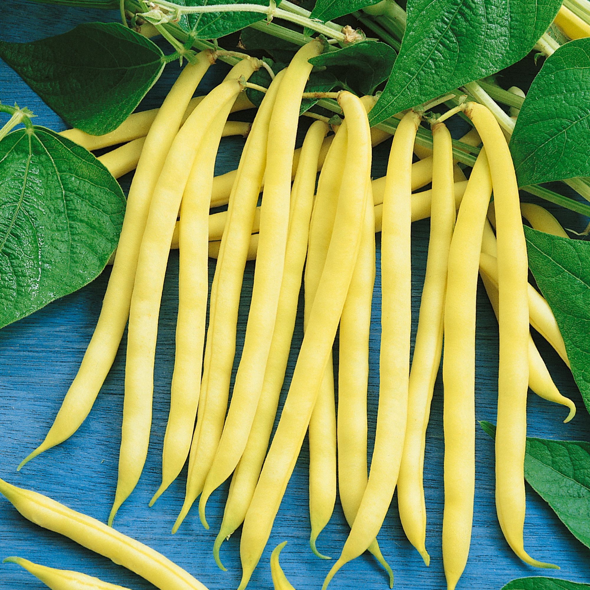 French Garden Yellow Fillet Bush Bean Seeds - 4 Oz ~1,632 Seeds - Non-GMO, Open Pollinated - Buy Phaseolus vulgaris Farm & Garde
