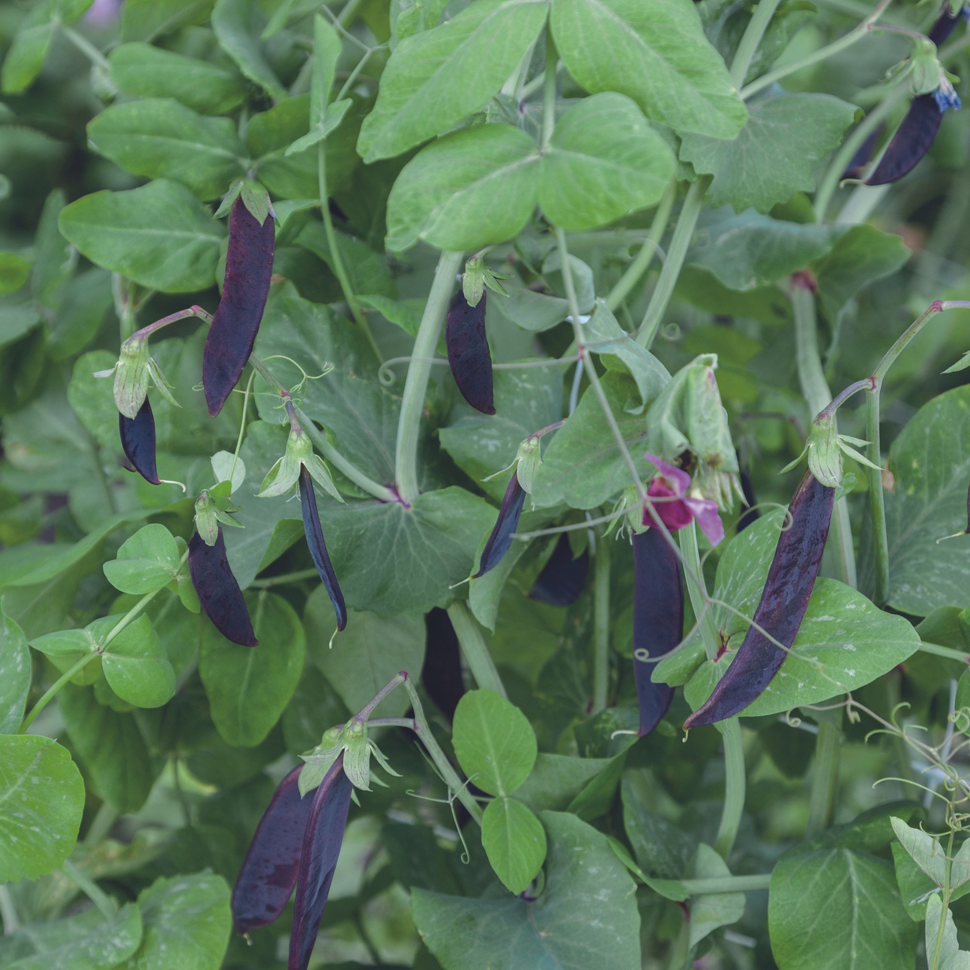 Purple Magnolia Pea Seeds - 25 Lb ~46,100 Seeds - Non-GMO, Hybrid, Snap Pea - Buy Lathyrus oleraceus Farm & Garden Seeds Online 