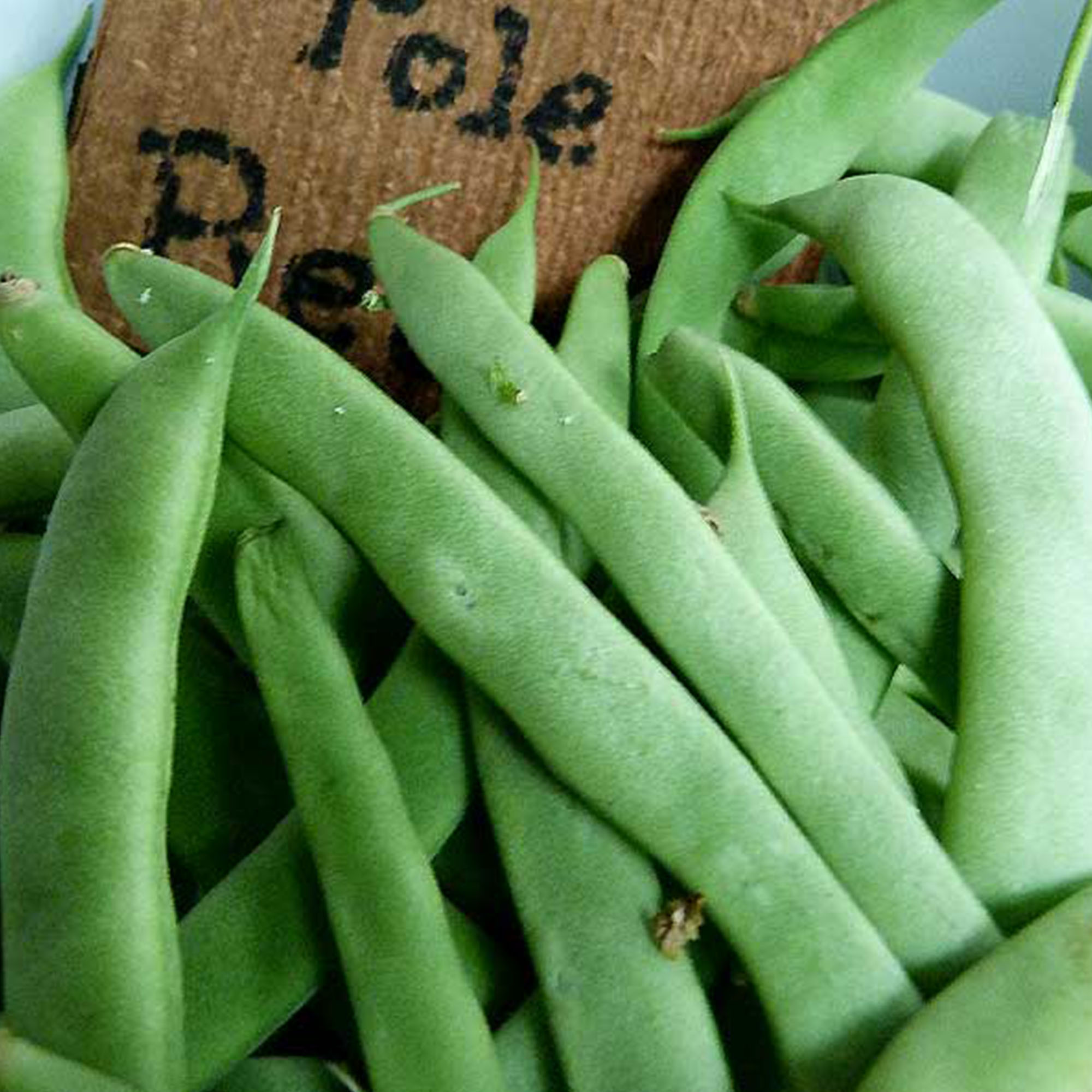 Organic Kentucky Wonder Pole Bean Seeds - 5 Lb ~8,000 - Heirloom Gardening - Buy Non-GMO, Open Pollinated Seeds Online - Best Se