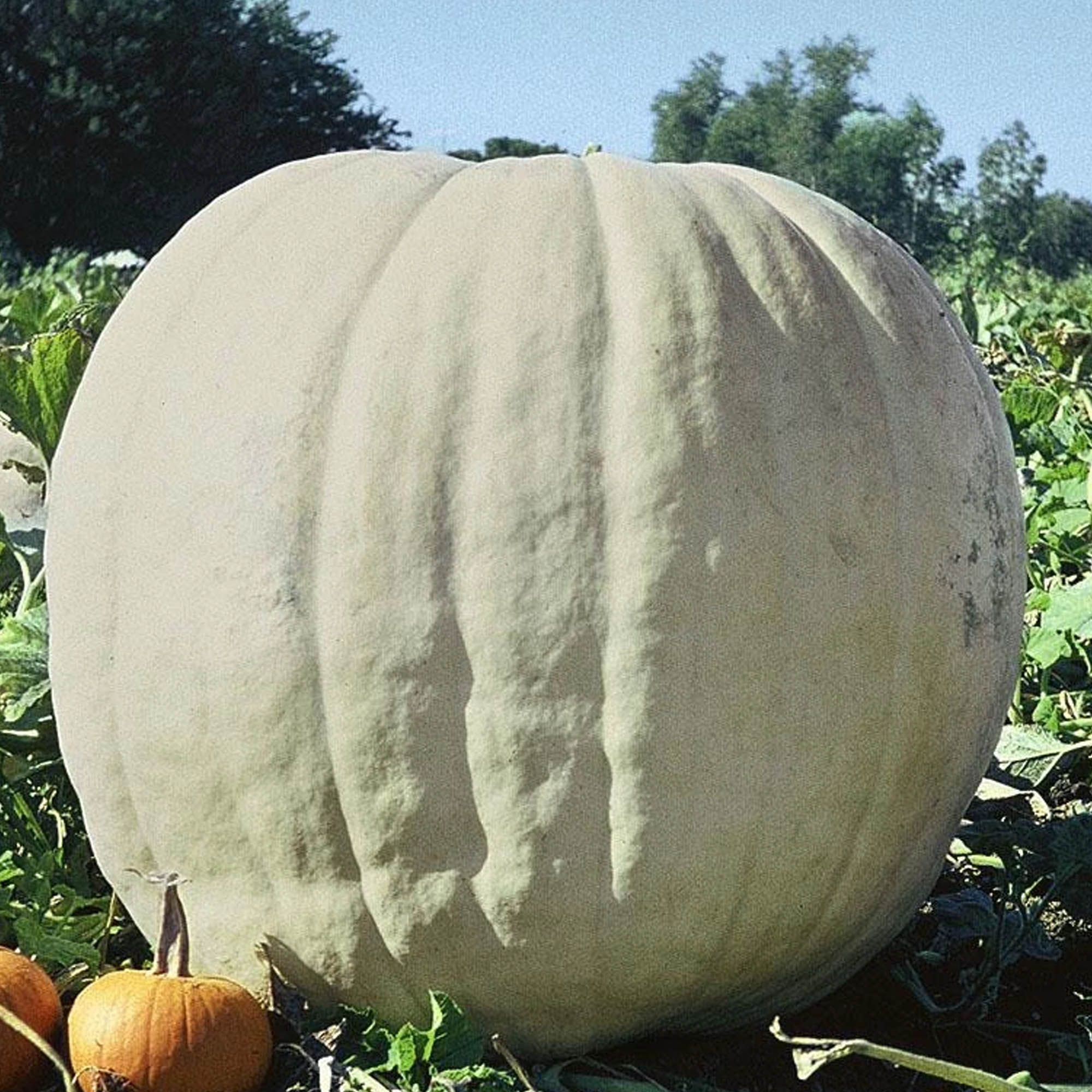 Show Winner Pumpkin Seeds - 1 Lb ~4,570 Seeds - Heirloom, Farm - Buy Non-GMO Cucurbita maxima Bulk Farm & Gardening Seeds Online