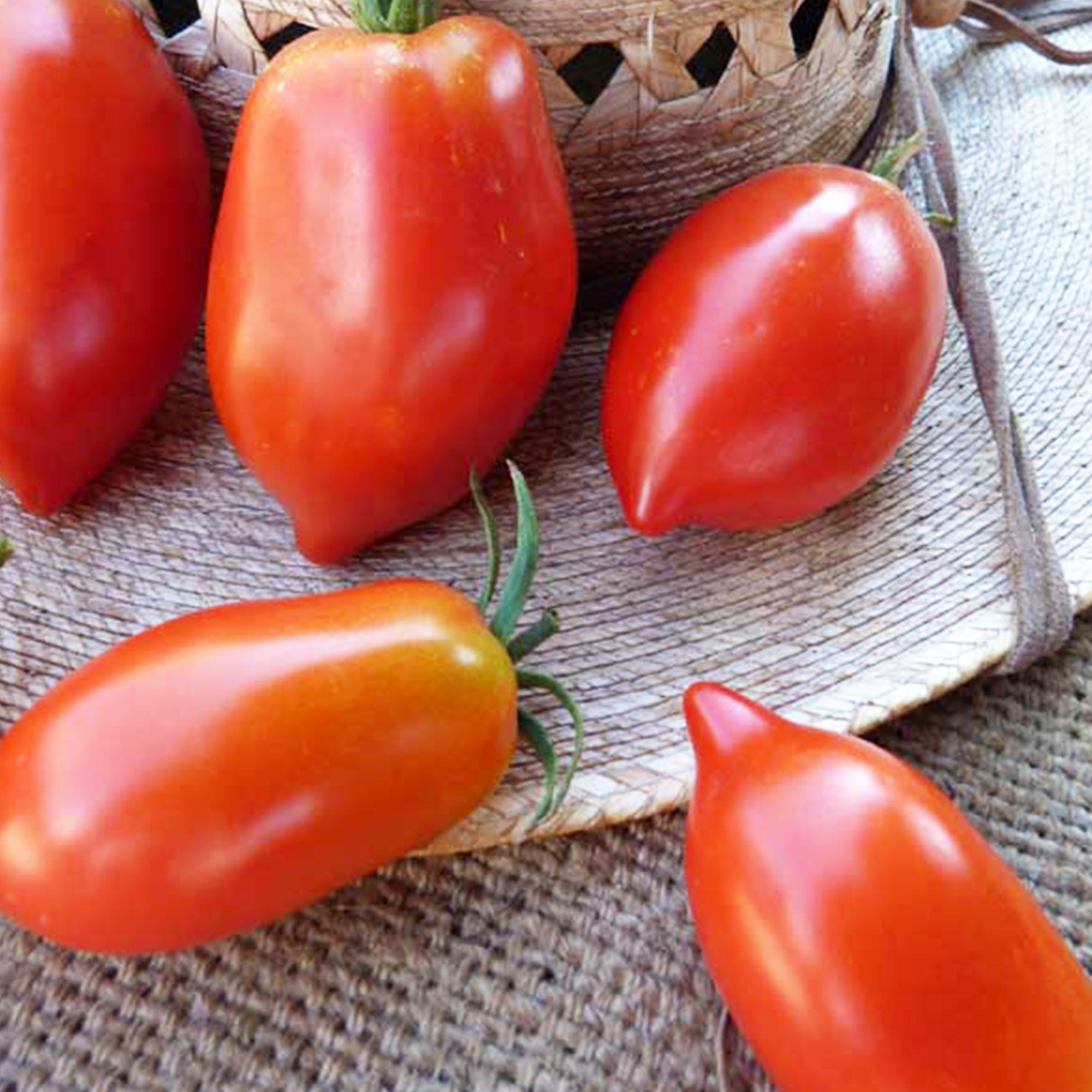 Organic Amish Paste Tomato Seeds - 0.25 Oz ~2,500 Seeds - Vegetable Gardening Seeds - Buy Non-GMO Solanum lycopersicum Farm & Ga