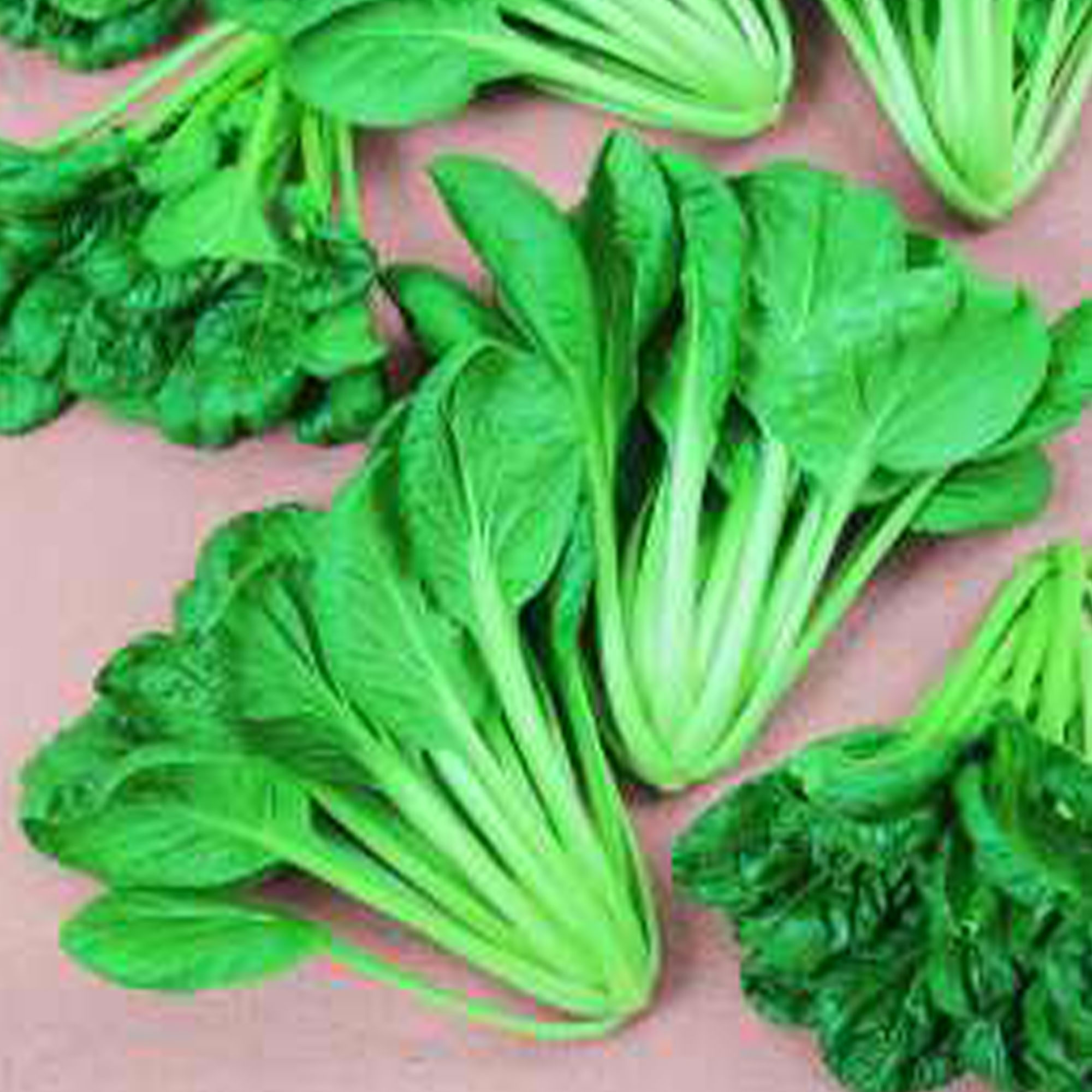 Savory Tatsoi - Pak Choi - Cabbage Seeds - 4 Oz ~40,000 Seeds - Buy Non-GMO, Heirloom - Asian Brassica oleracea Garden Vegetable