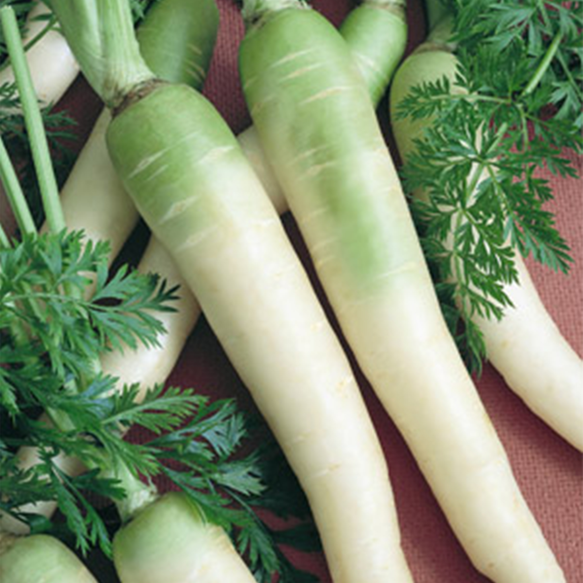 Organic Lunar White Carrot Seeds - 0.25 Oz ~4,550 Seeds - Heirloom, Garden - Buy Non-GMO Daucus carota var. sativus Farm & Garde