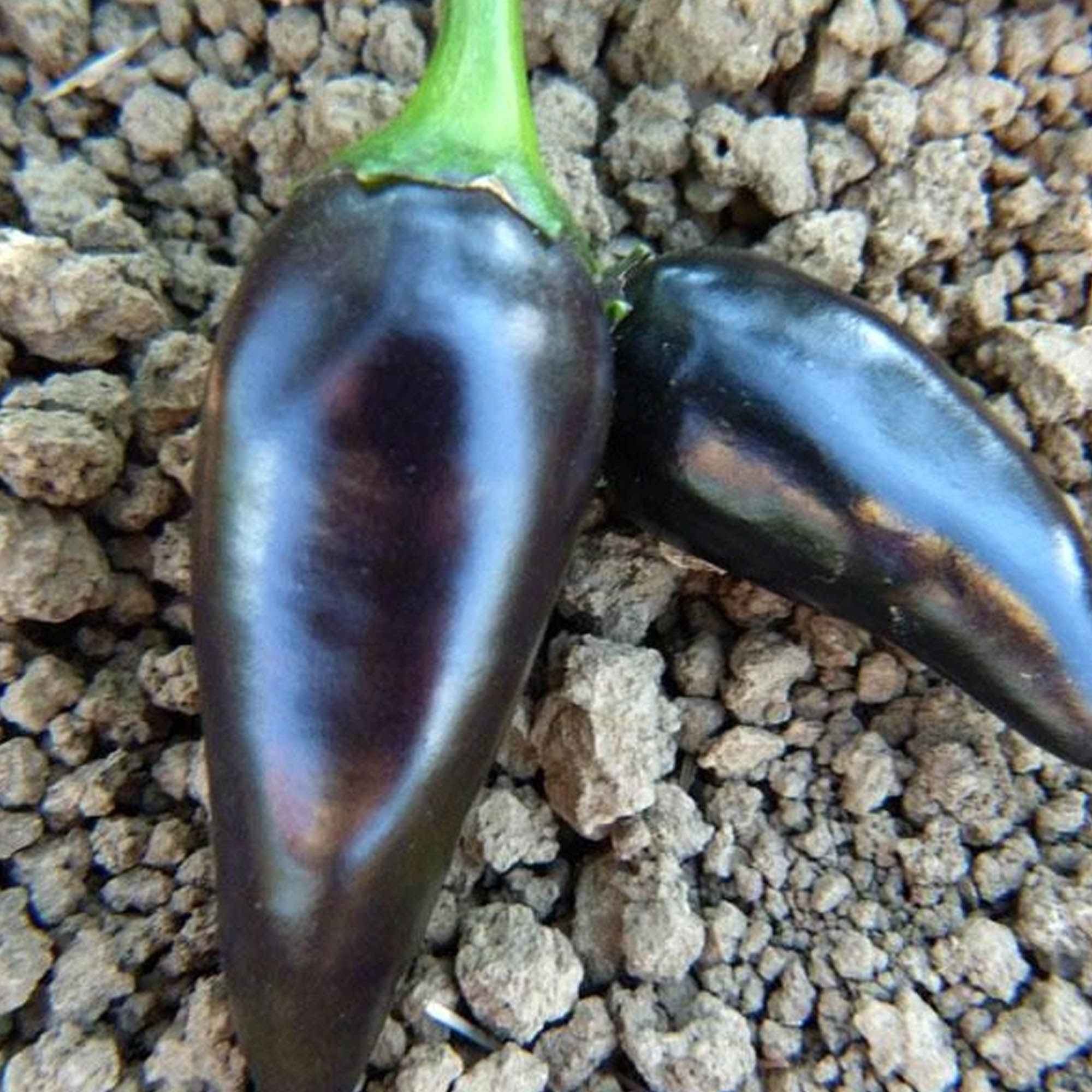 Jalapeno Purple Pepper Seeds - 4 Oz ~16,000 Seeds - Heirloom, Farm - Buy Non-GMO Capsicum annuum Farm & Gardening Seeds Online -