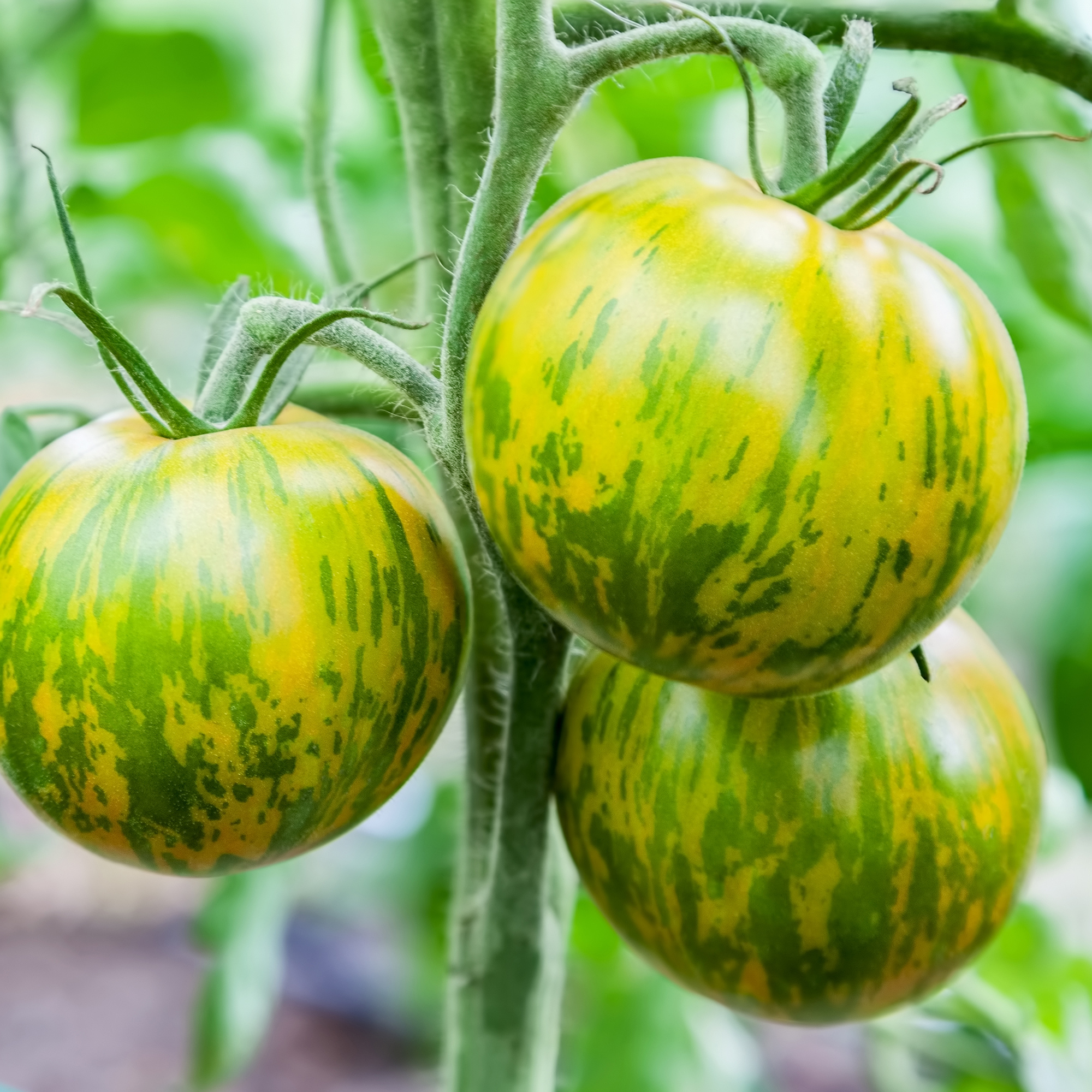 Organic Green Zebra Tomato Seeds - 0.25 Oz ~2,500 Seeds- Heirloom, Non-GMO - Buy Non-GMO Solanum lycopersicum Farm & Gardening S