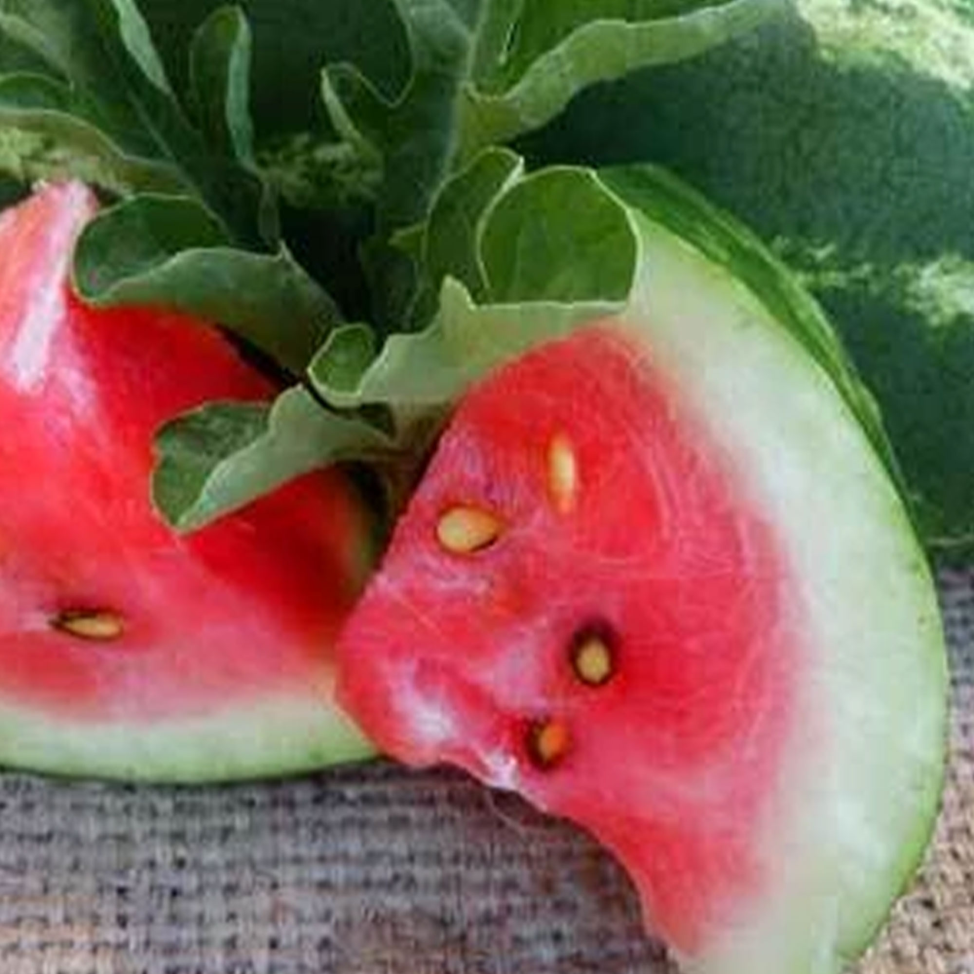 Organic Allsweet Watermelon Seeds - 4 Oz ~2,780 Seeds - Heirloom, Fruit Seeds - Buy Non-GMO Citrullus lanatus Farm & Gardening S