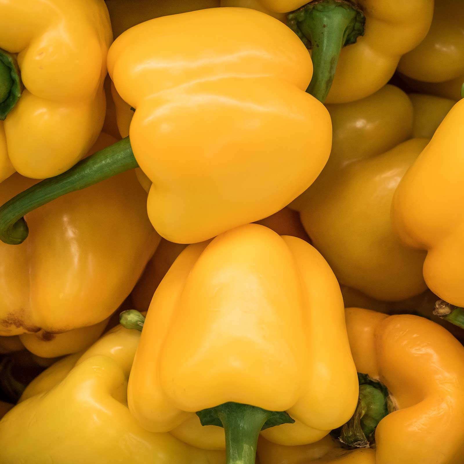 Mini Bell Yellow Sweet Pepper Seeds - 1 Oz ~6,261 Seeds - Buy Non-GMO Capsicum annuum Farm & Gardening Seeds Online - Best Bulk 