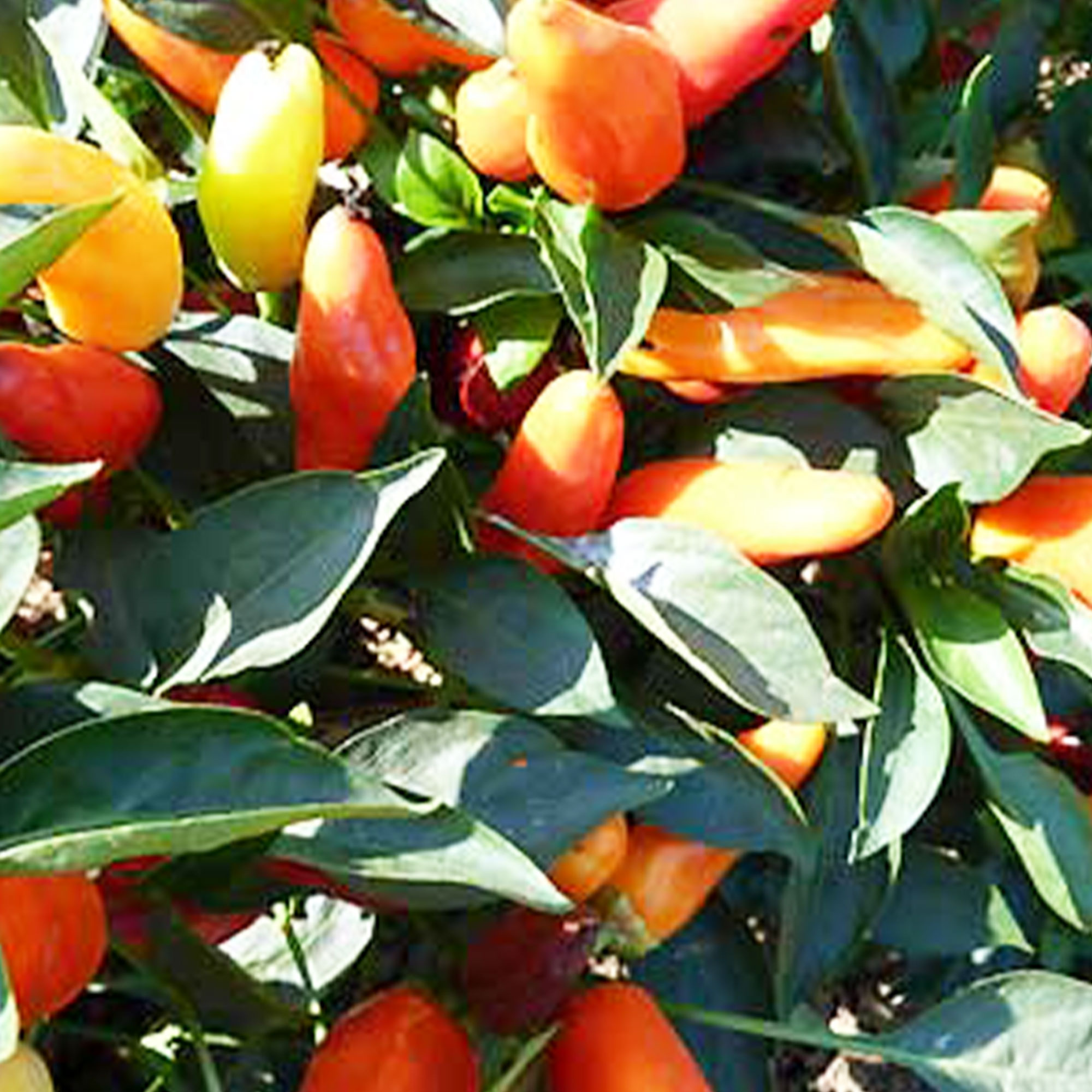 Sweet Pickle Pepper Seeds - 1 Oz ~6,577 - Heirloom, Gardening - Buy Non-GMO Capsicum annuum Farm & Gardening Seeds Online - Best